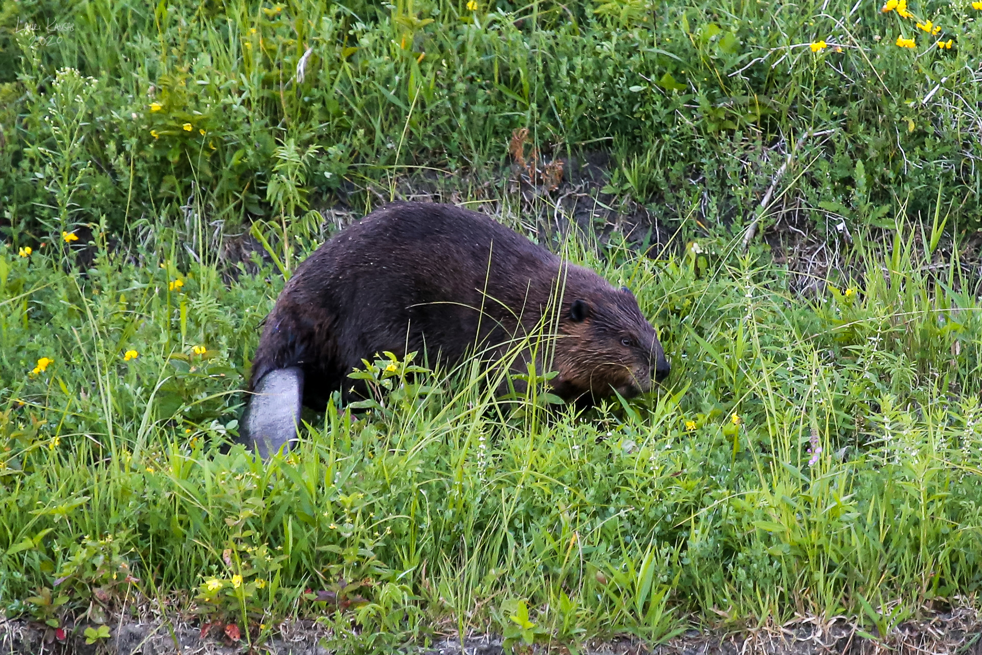 The River Beaver