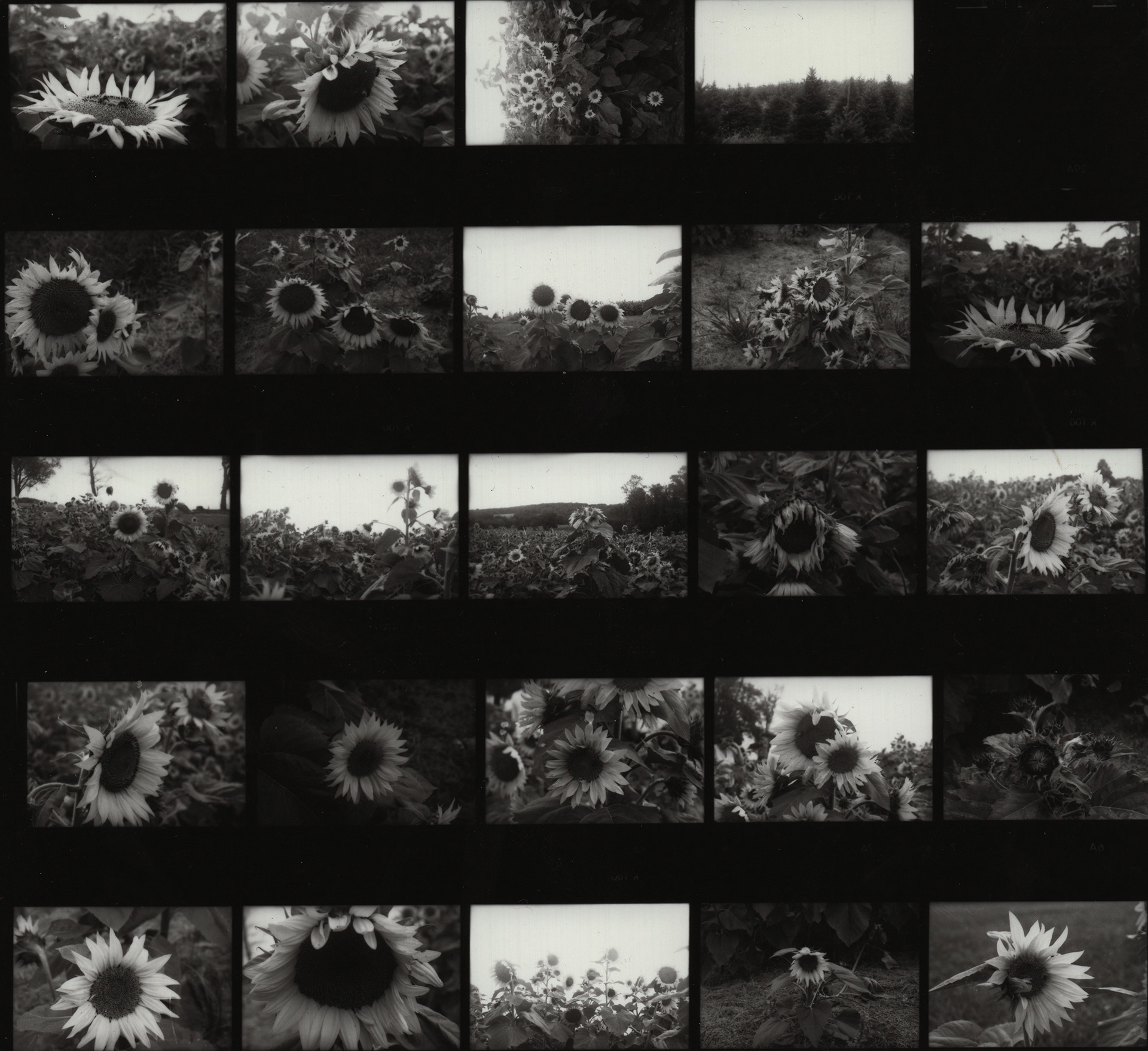 Sunflower Film Sheet 2018