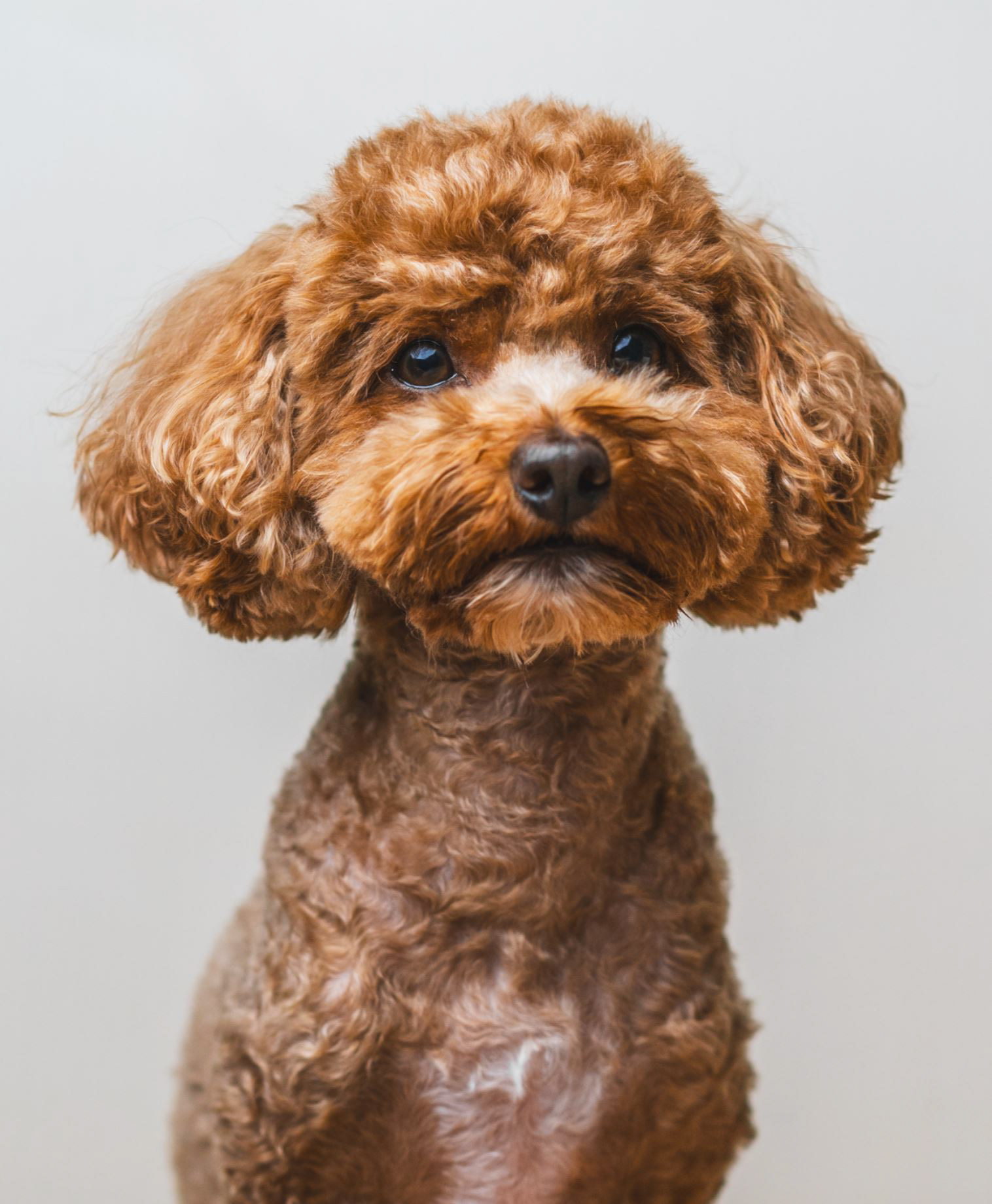 Family Pet Photography