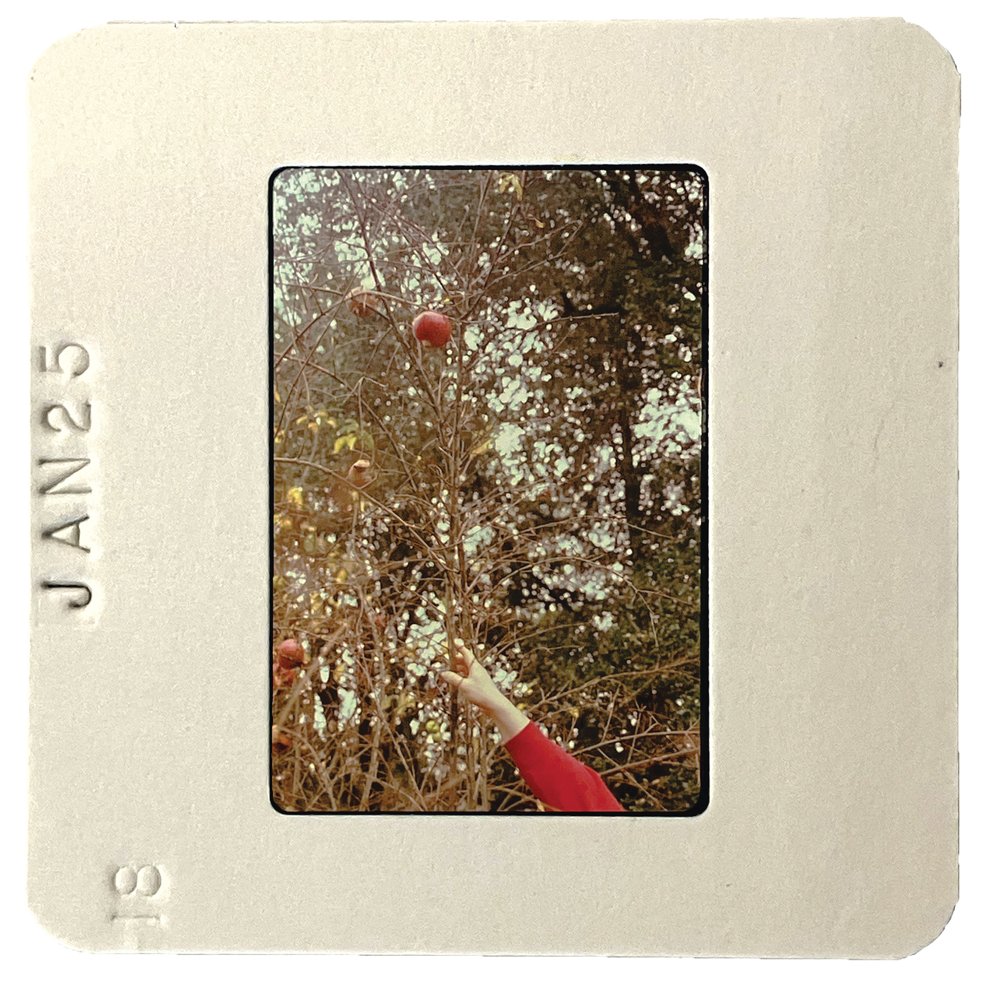 Carter’s Pomegranate Tree, 2025, Mounted slide film, 2 x 2 inches