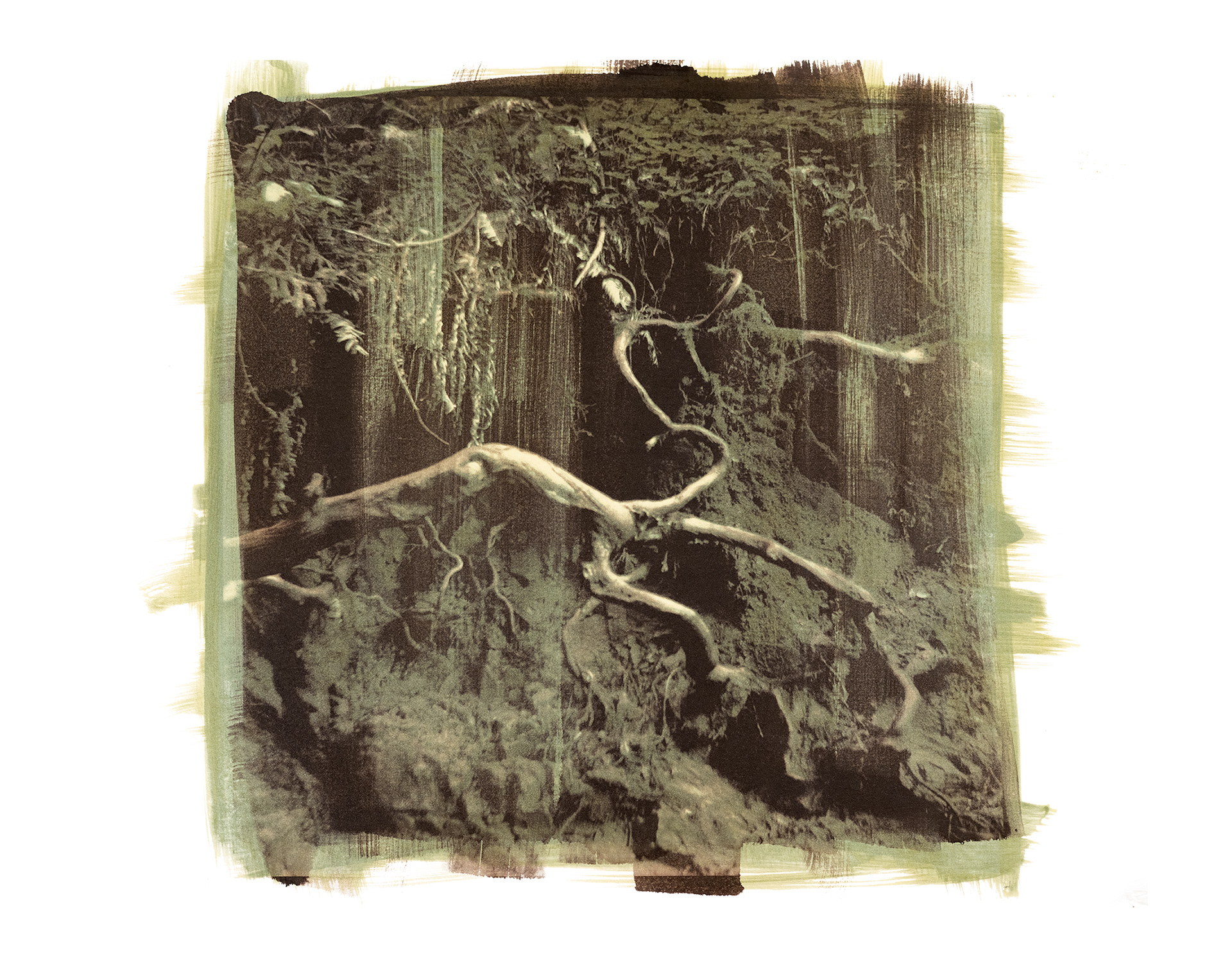 Root, 2025, Van Dyke Brown and Solarfast print, 11 x 14 inches