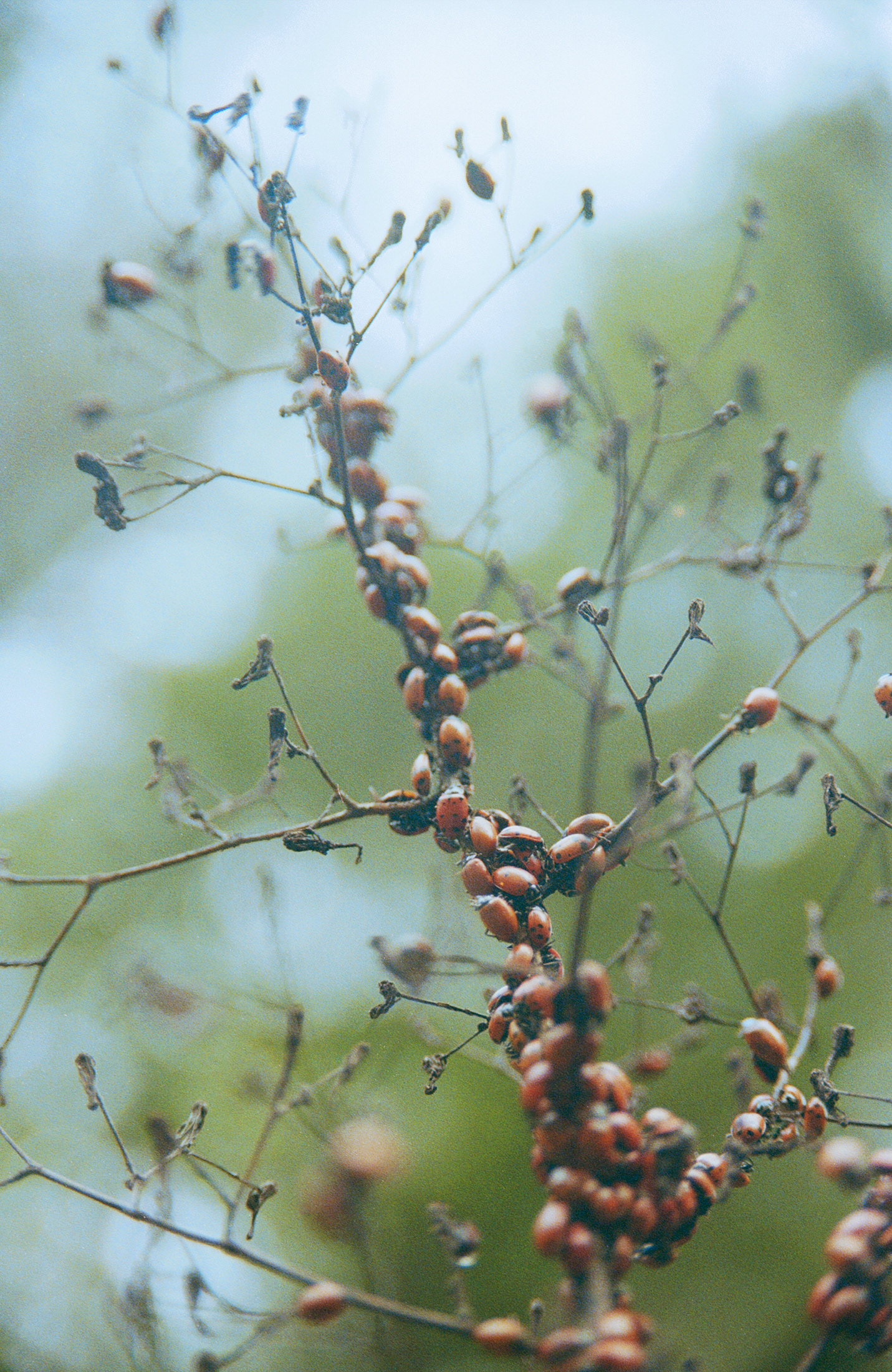Ladybugs, 2025, Archival Inkjet print, 10 x 7 inches