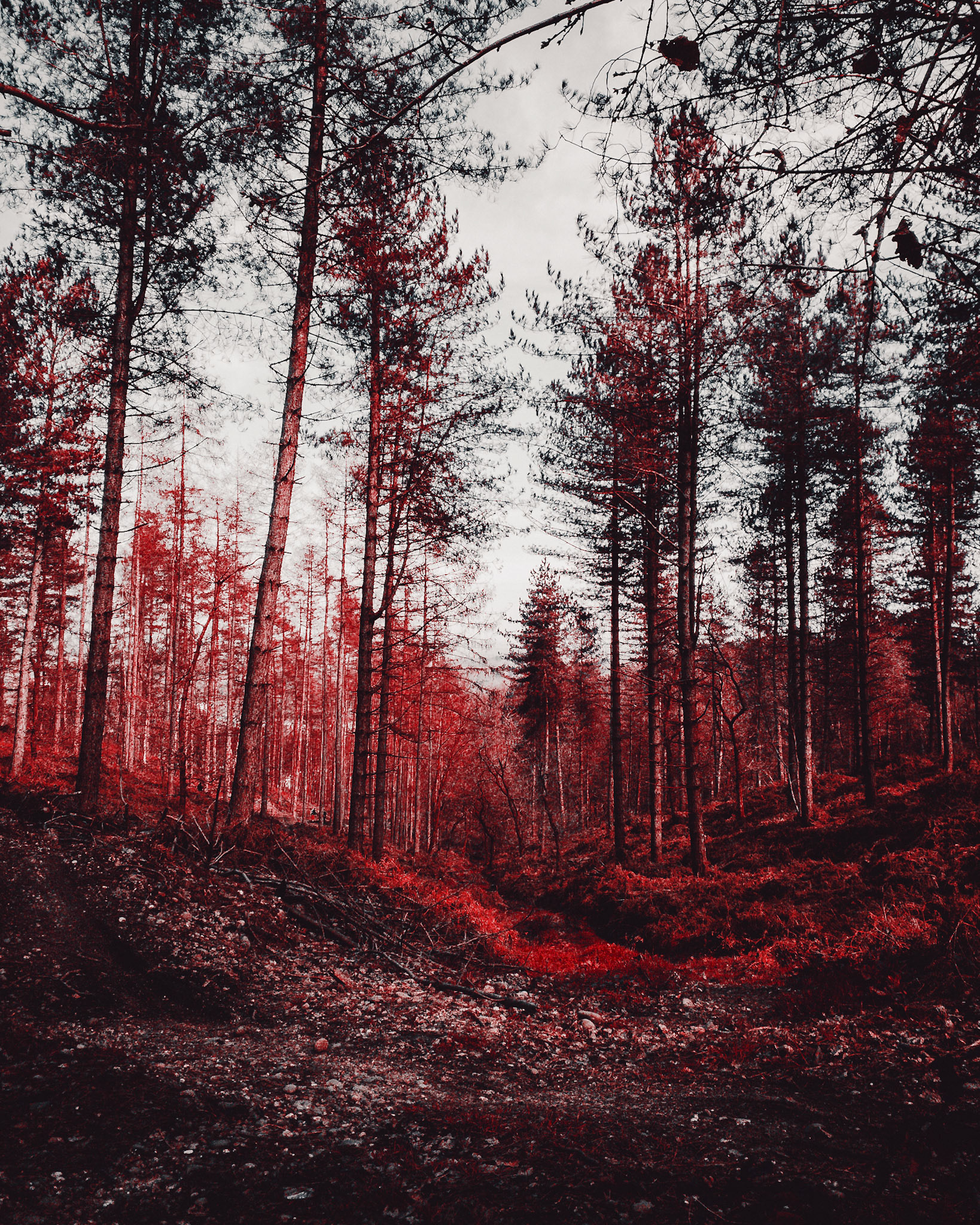 Scarlet Forest