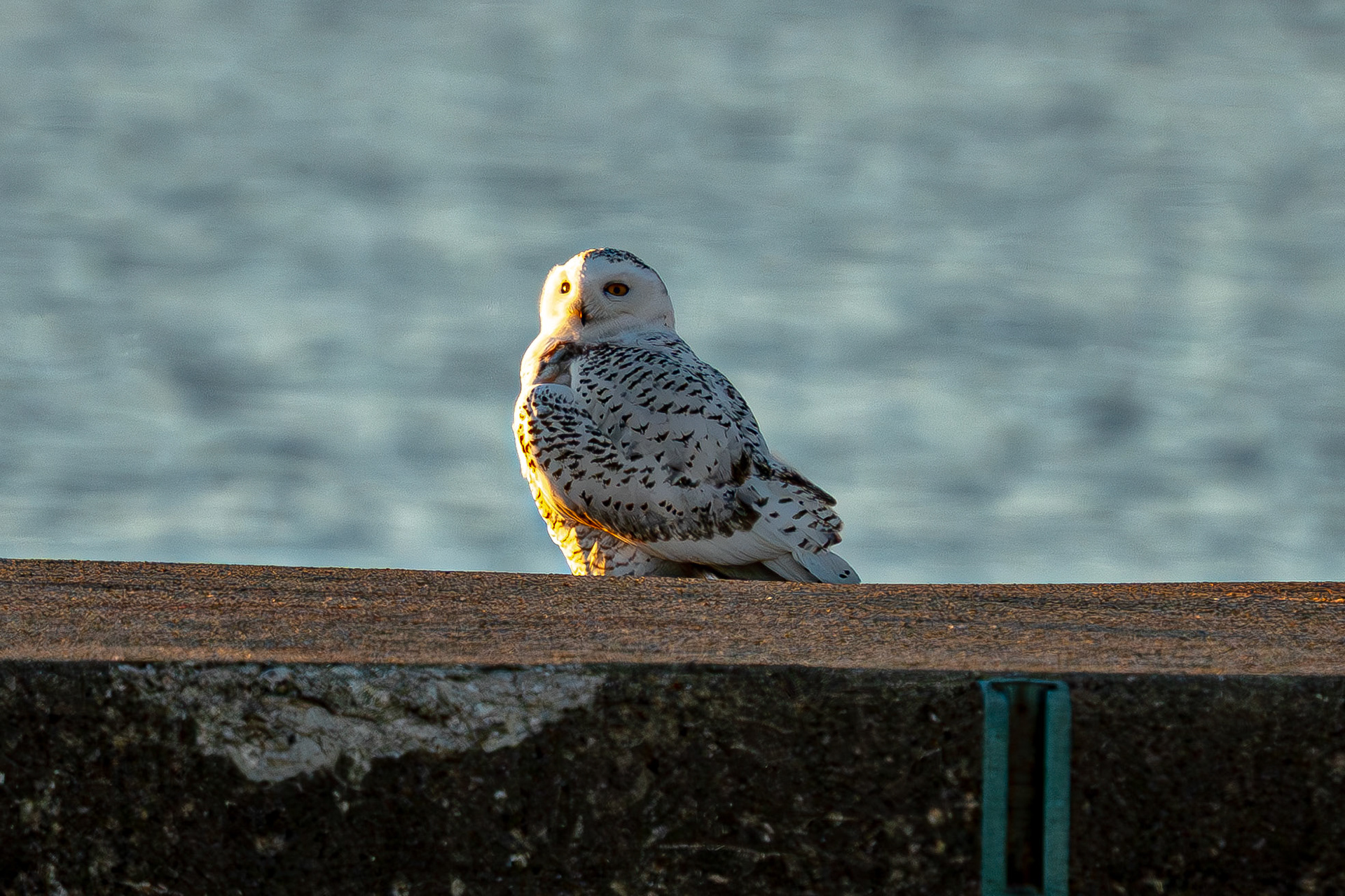 Snowy Owl (M) - Montrose Pier
