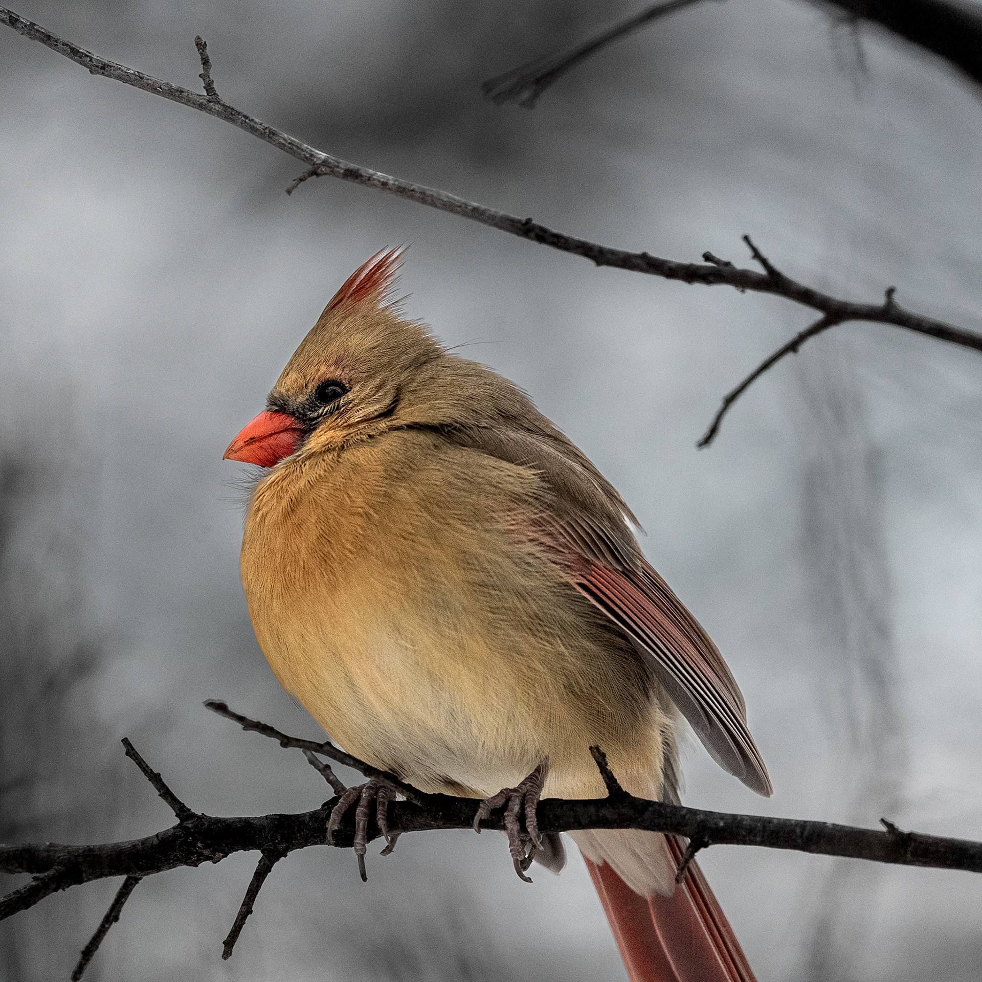 Northern Cardinal (F) - Montrose Bird Sanctuary