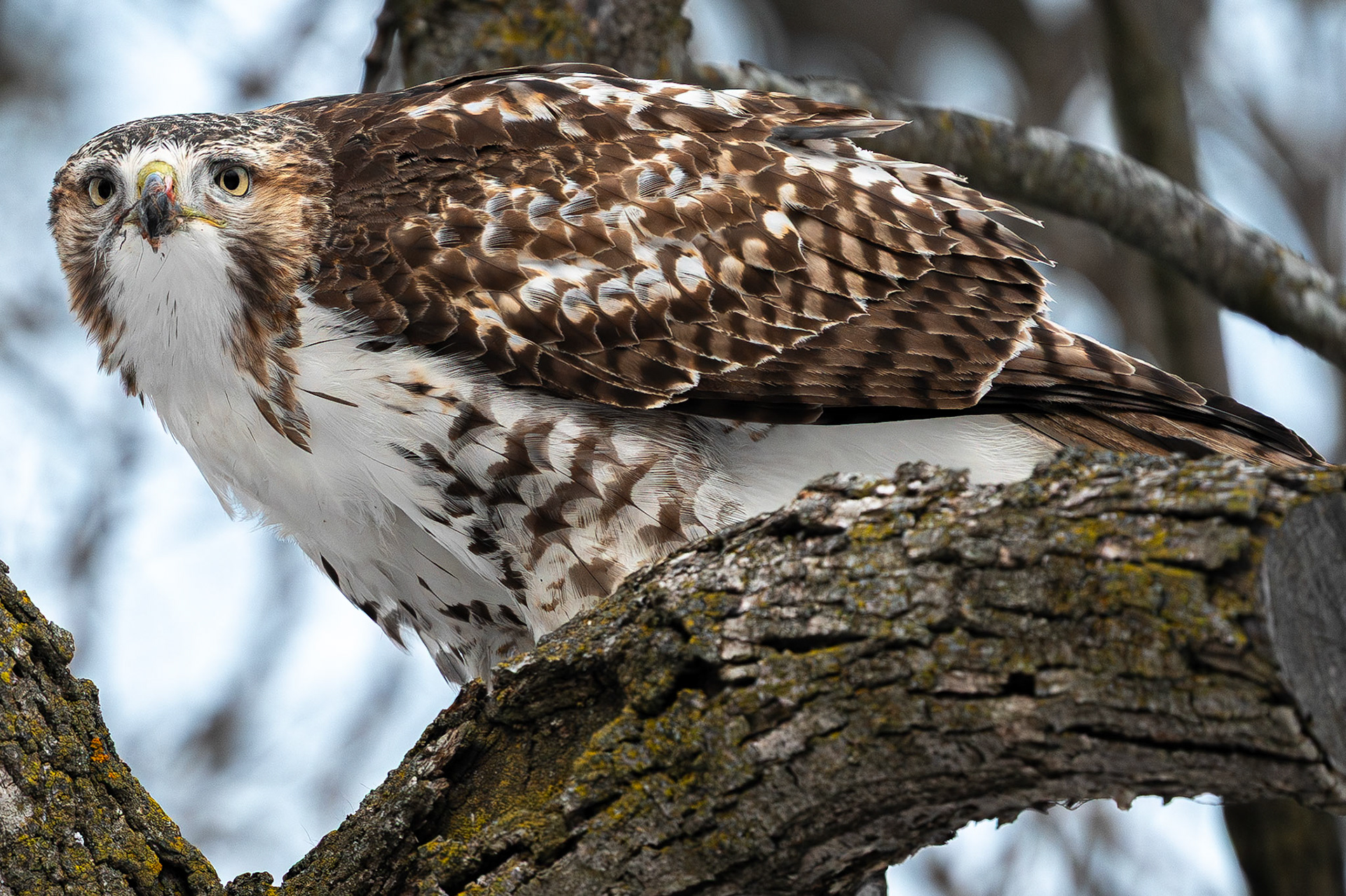 Young Red-tailed Hawk -  Montrose Bird Sanctuary
