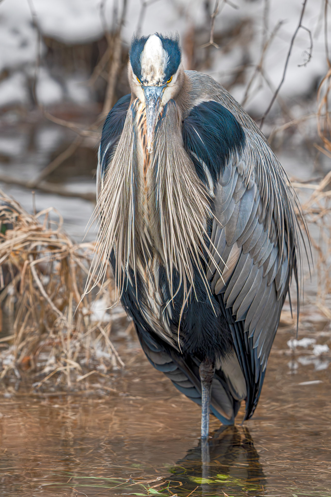 Blue Heron - Morton Arboretum 