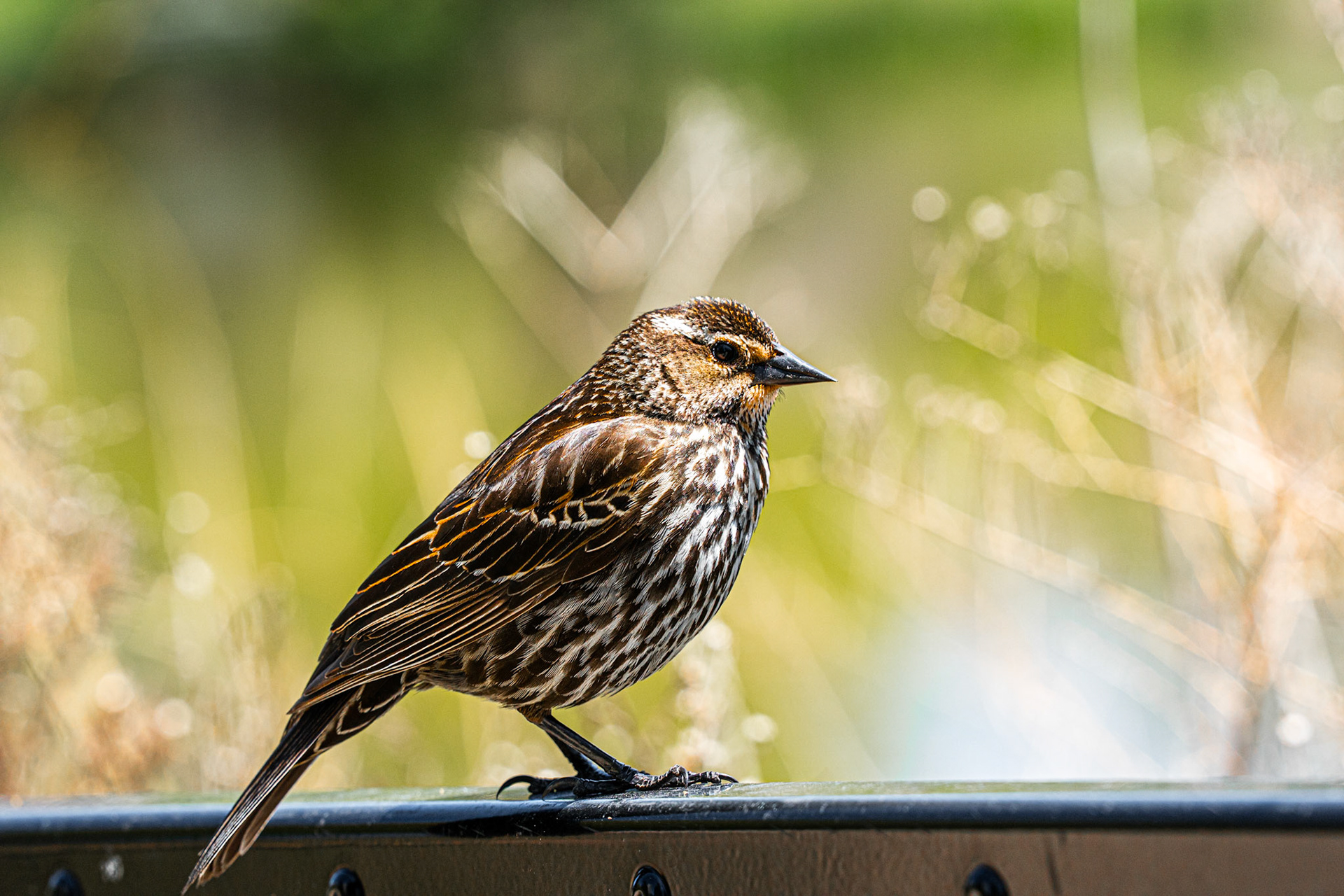 Red-winged Blackbird (F) - Lincoln Park North Pond