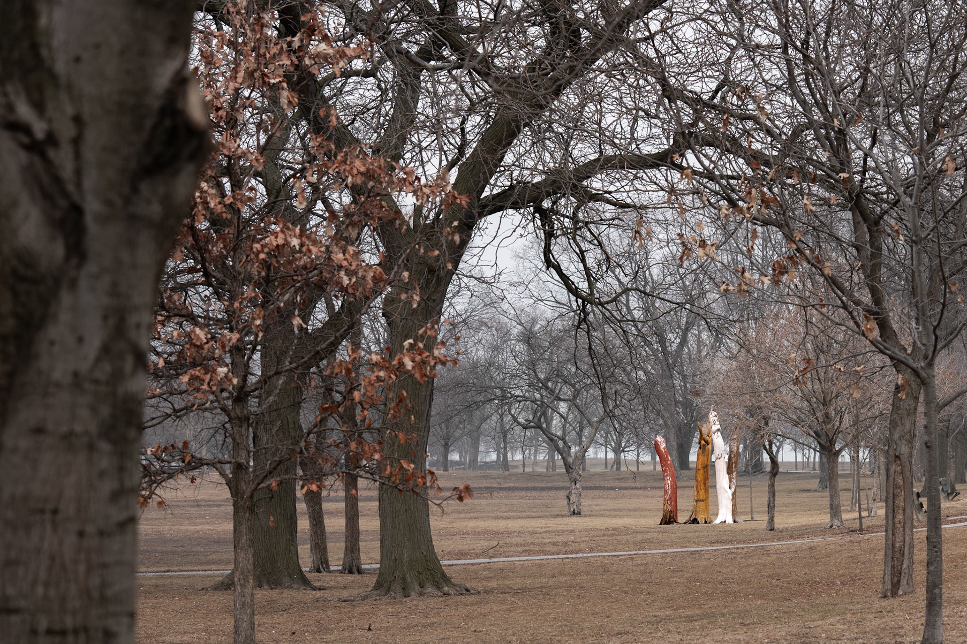 Misty Trees - Lincoln Park North