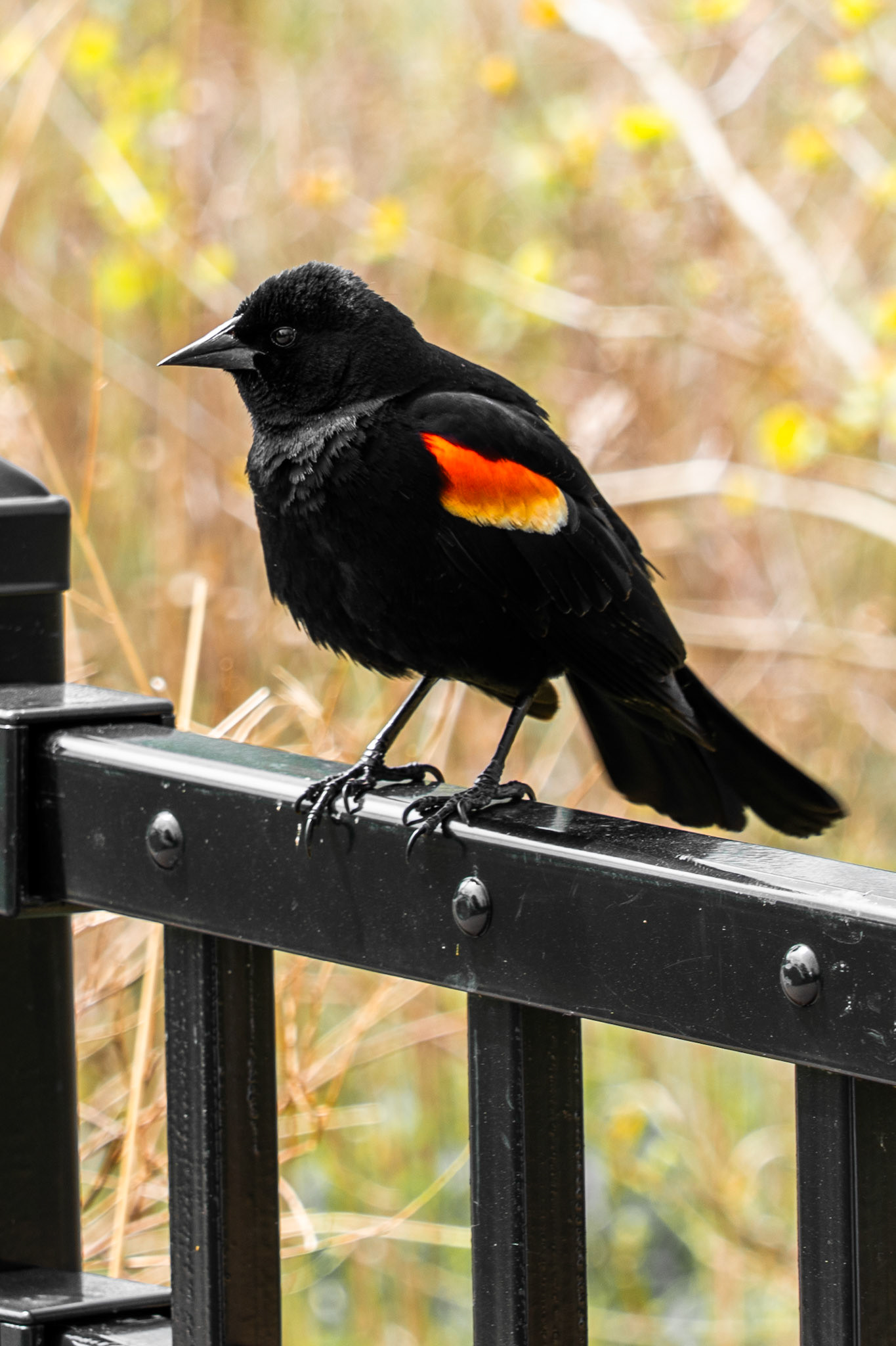 Red-winged Blackbird (M) - Lincoln Park North Pond