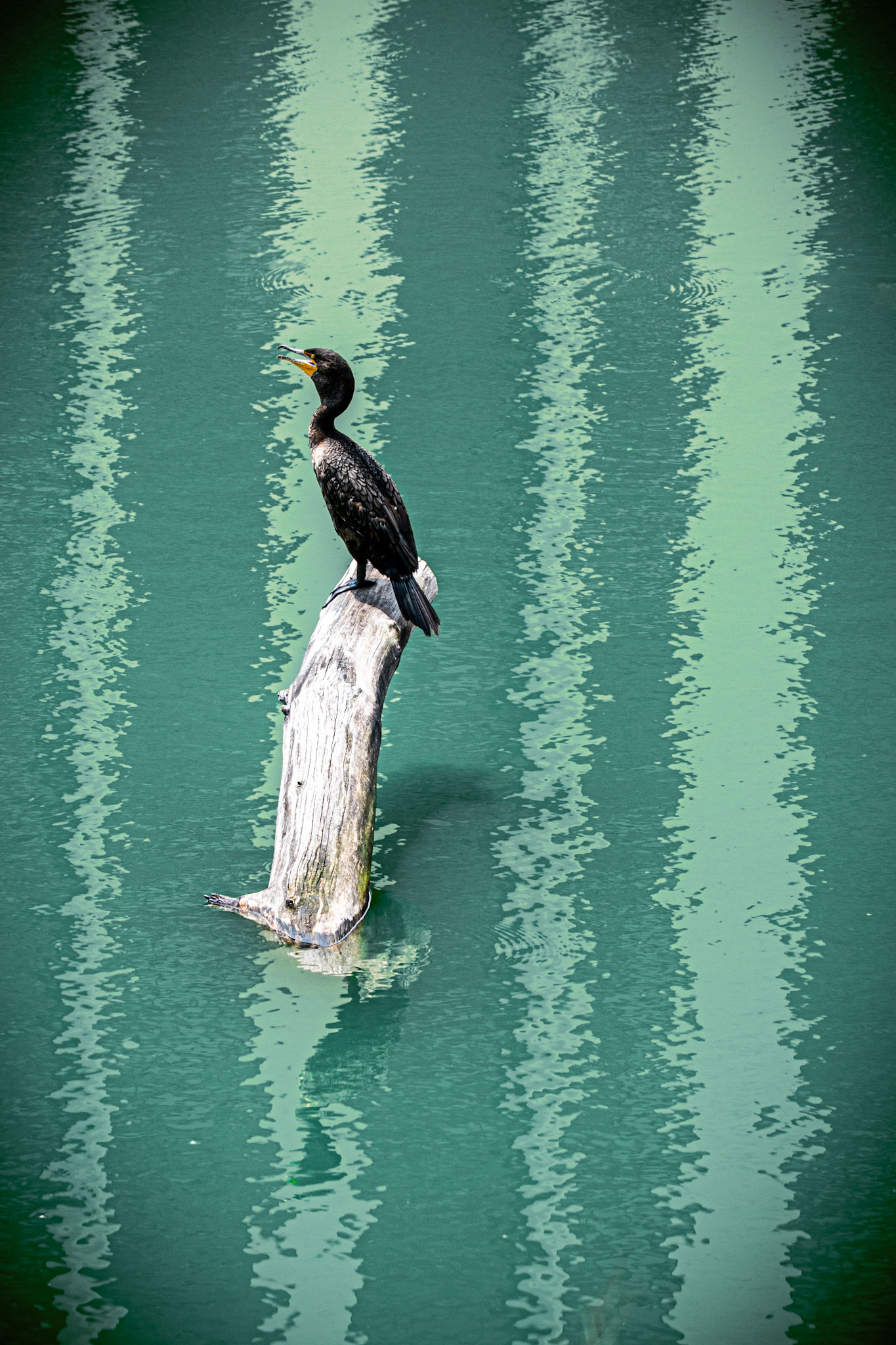 Double-crested Cormorant - Lincoln Park North Pond