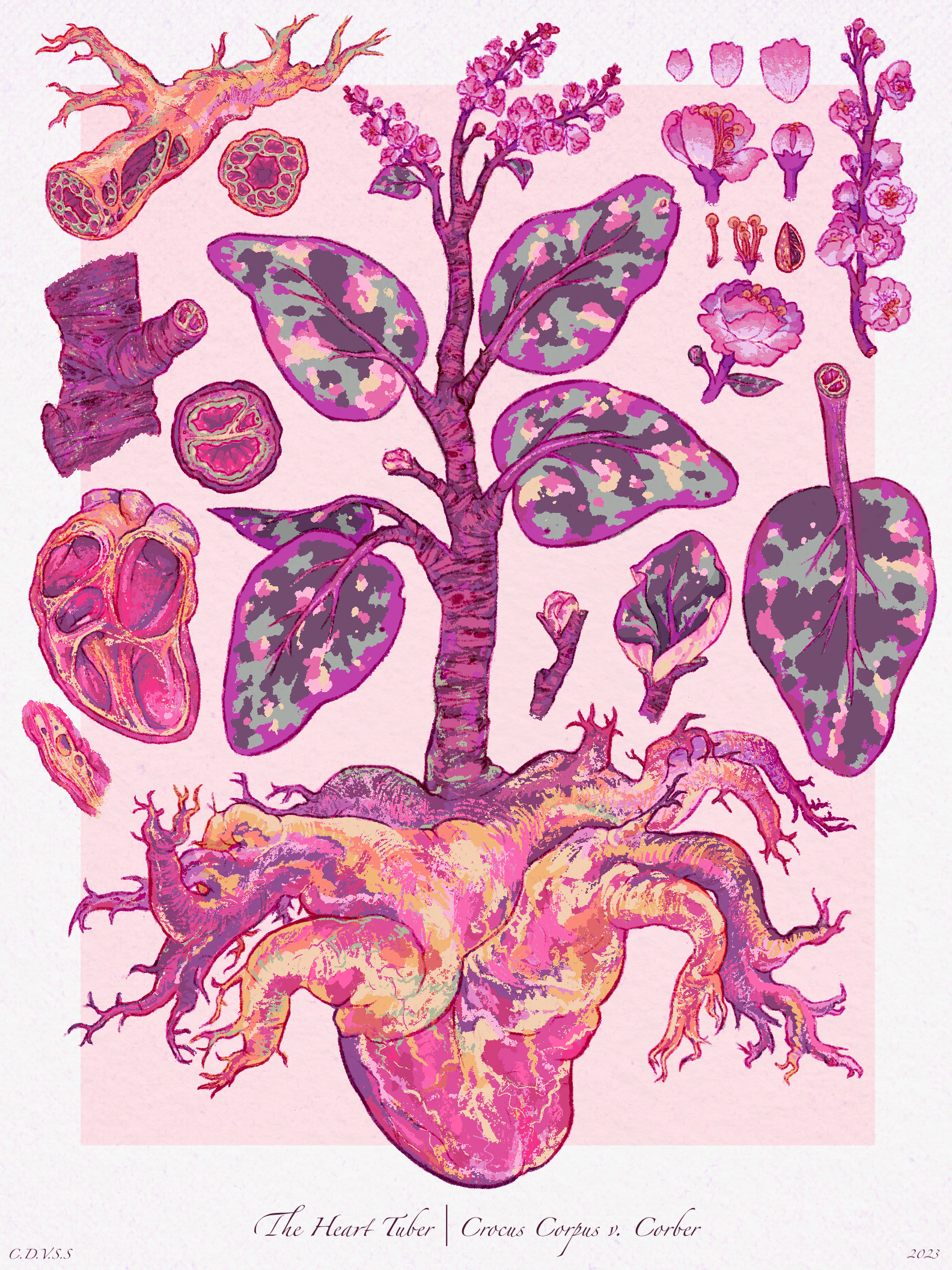 The Heart Tuber Botanical Illustration