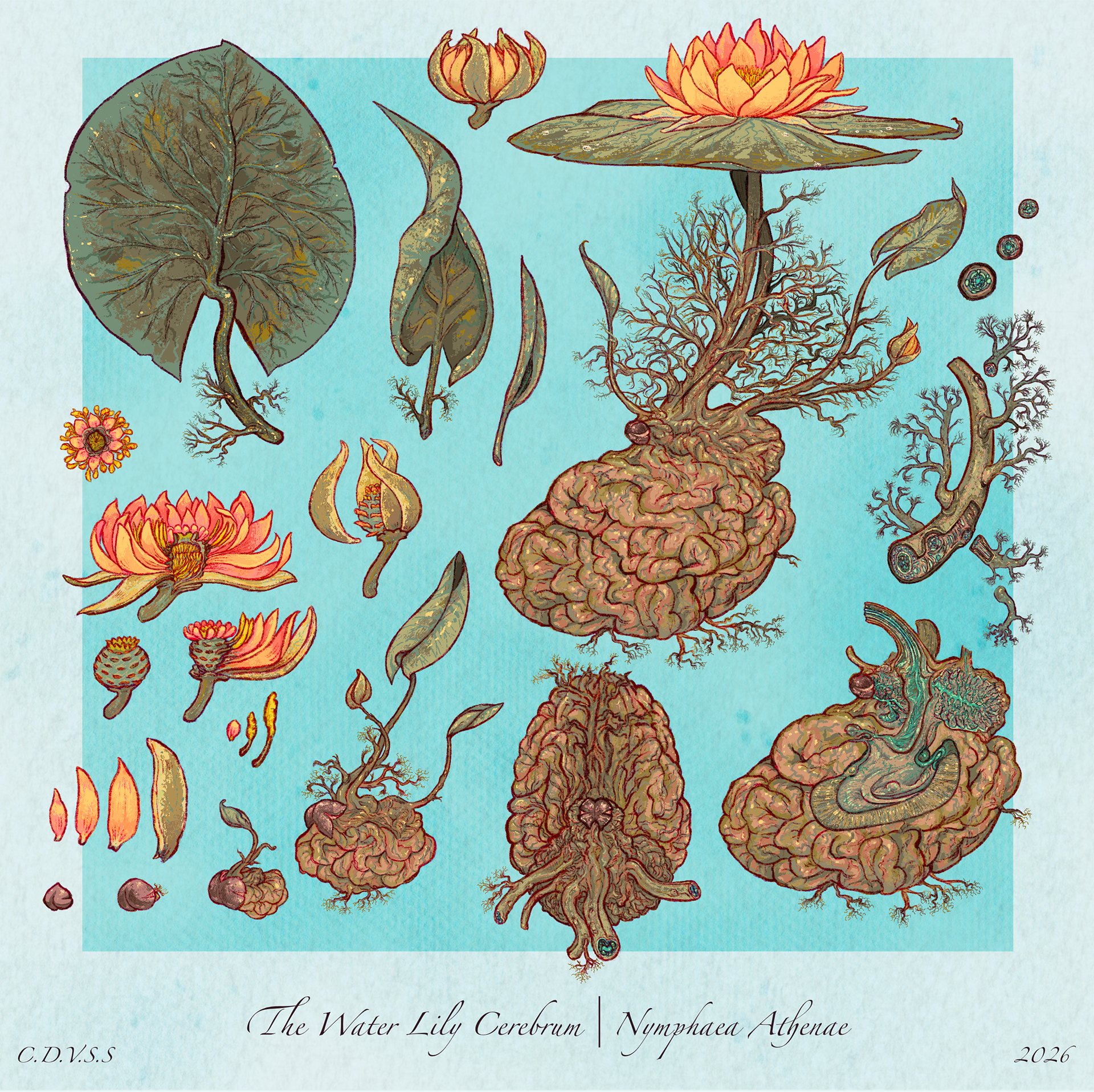 Water Lily Cerebrum Botanical Illustration