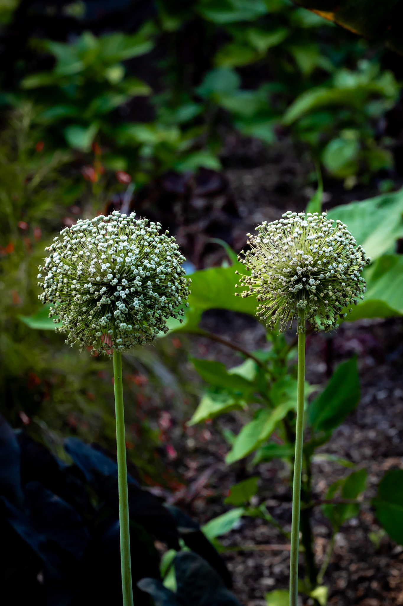 Two spherical clusters of tiny flowers stand tall on thin stalks against a dark, leafy garden backdrop. They have a geometric quality to their arrangement, with each small bud contributing to the overall globe-like shape.
