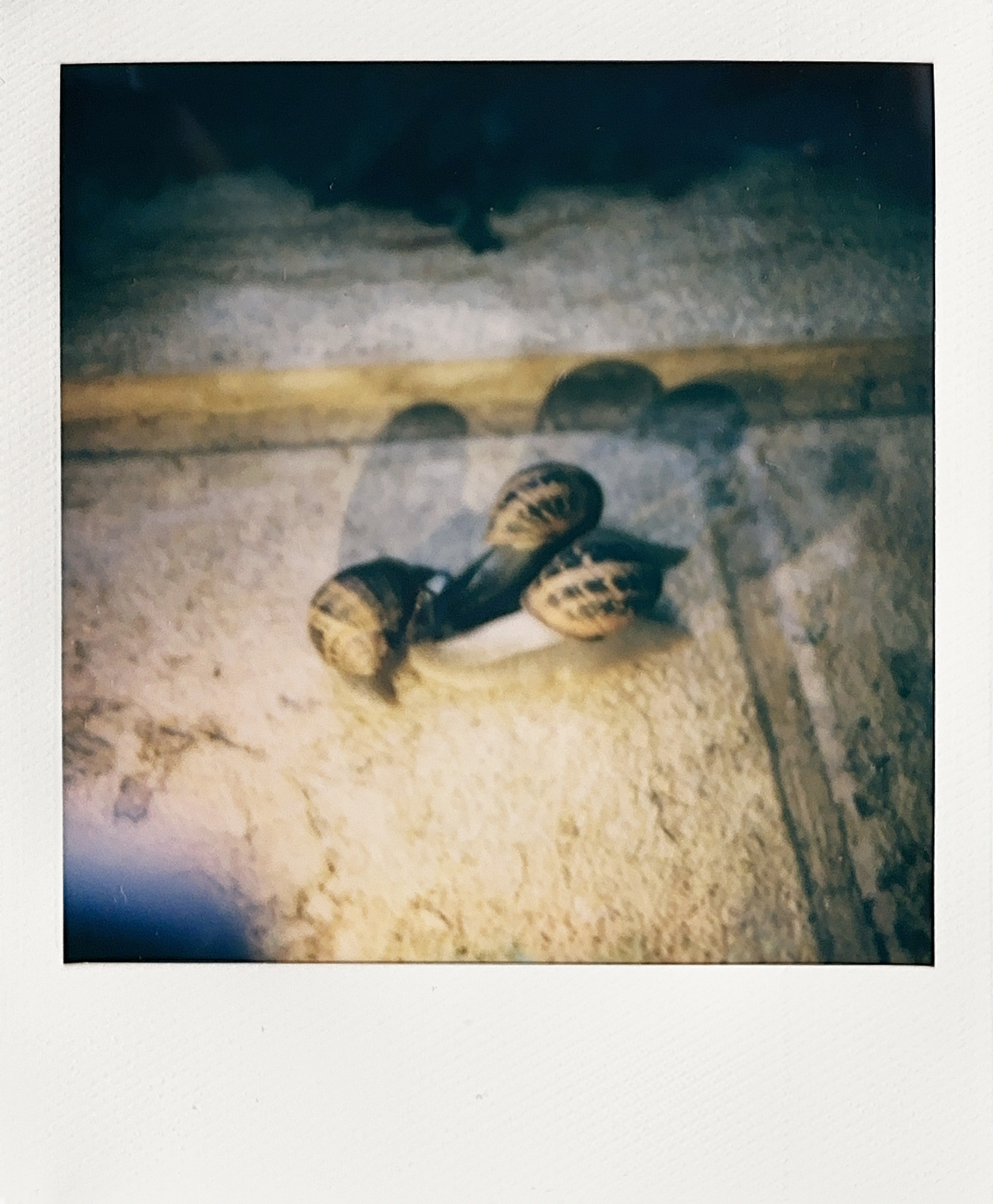 Snails For Osi | 23.10.22