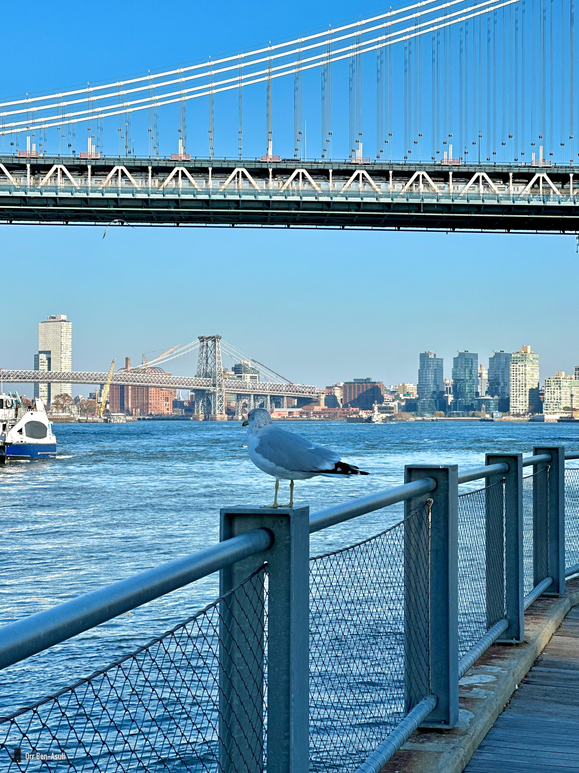 A Seagull in NJ | 23.11.22