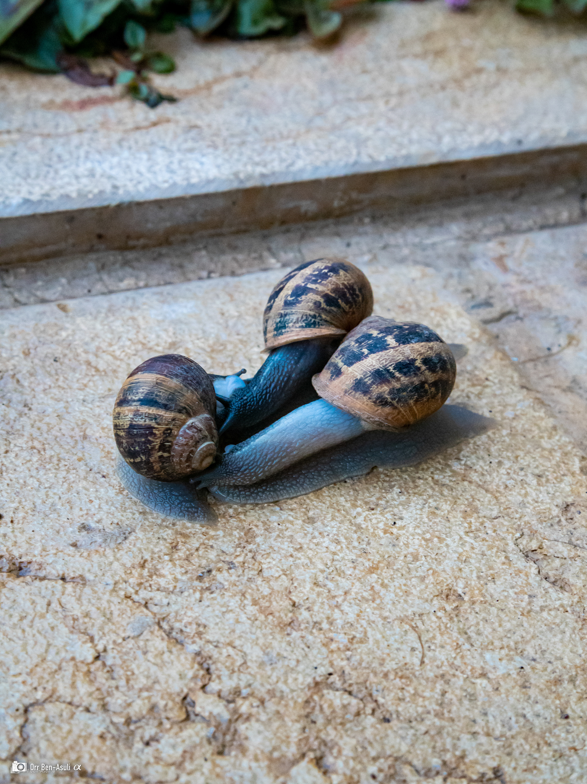 Snail Headquarters | 23.10.22