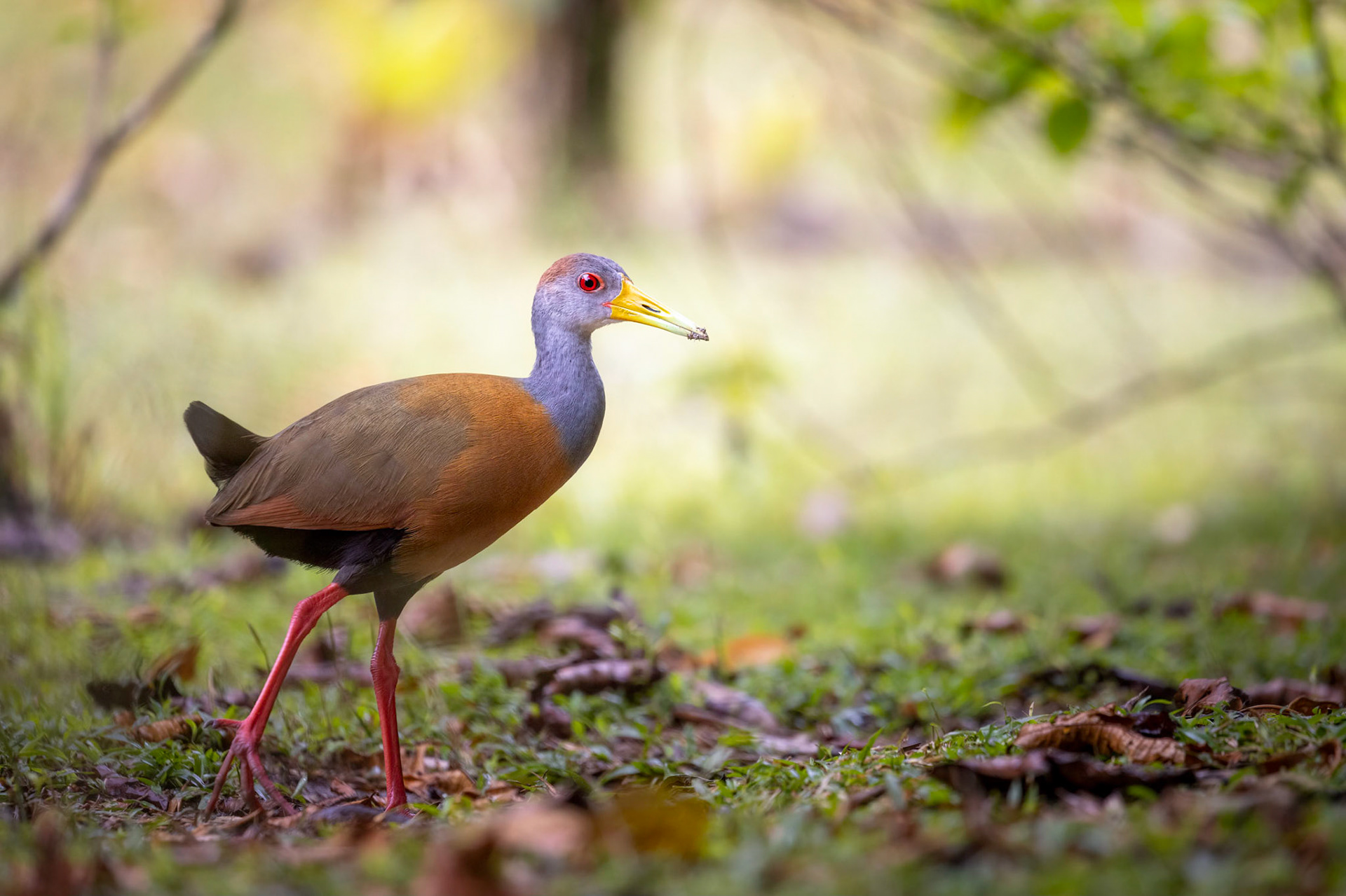 Gray-necked wood rail | © Kenneth Vargas