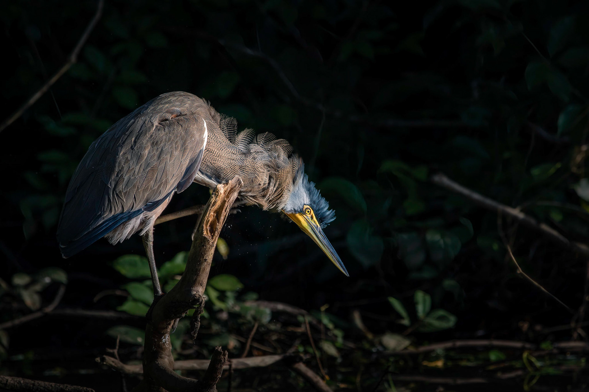 Bare-throated tiger heron | © Kenneth Vargas