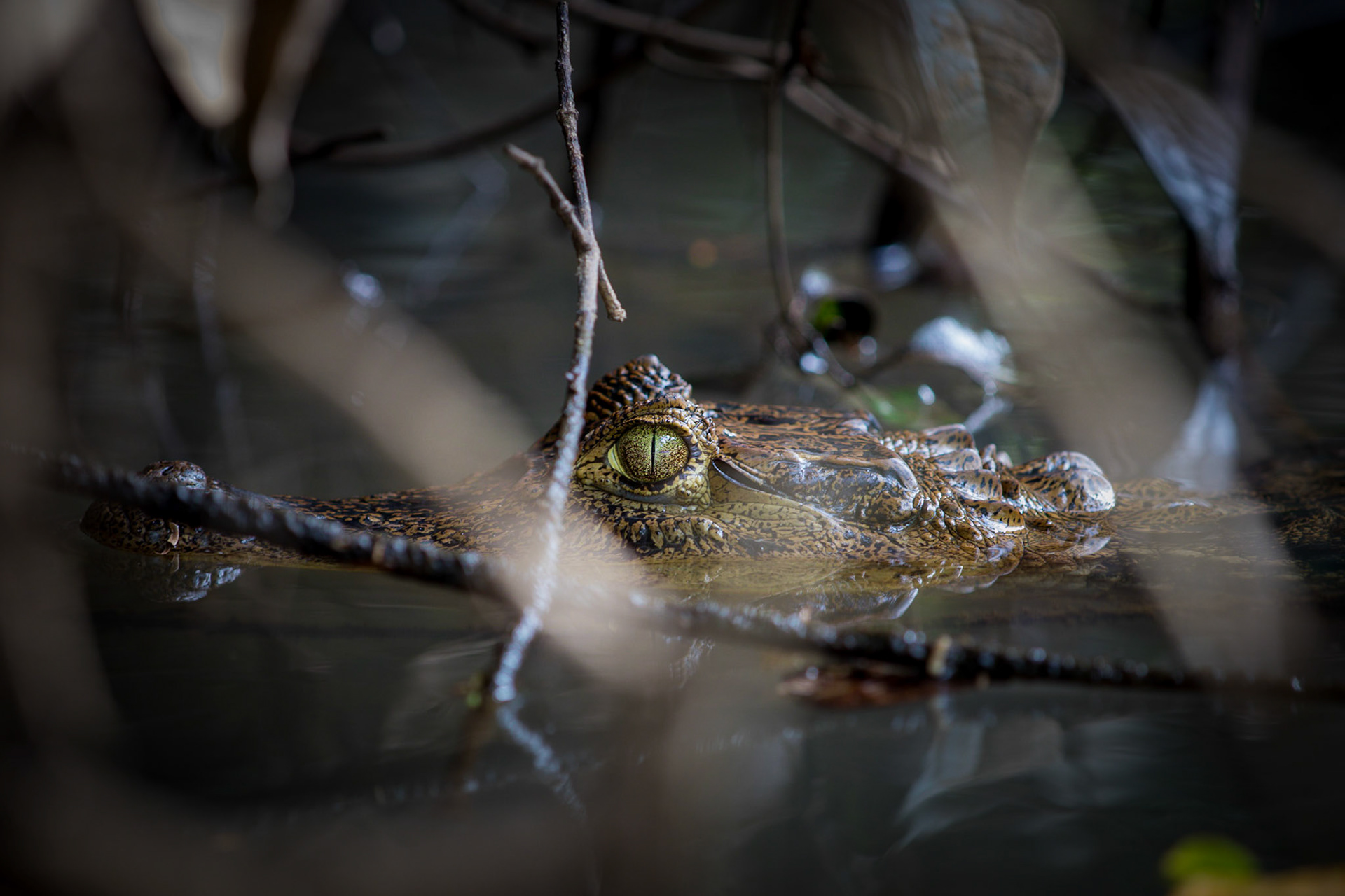Spectacled caiman | © Kenneth Vargas