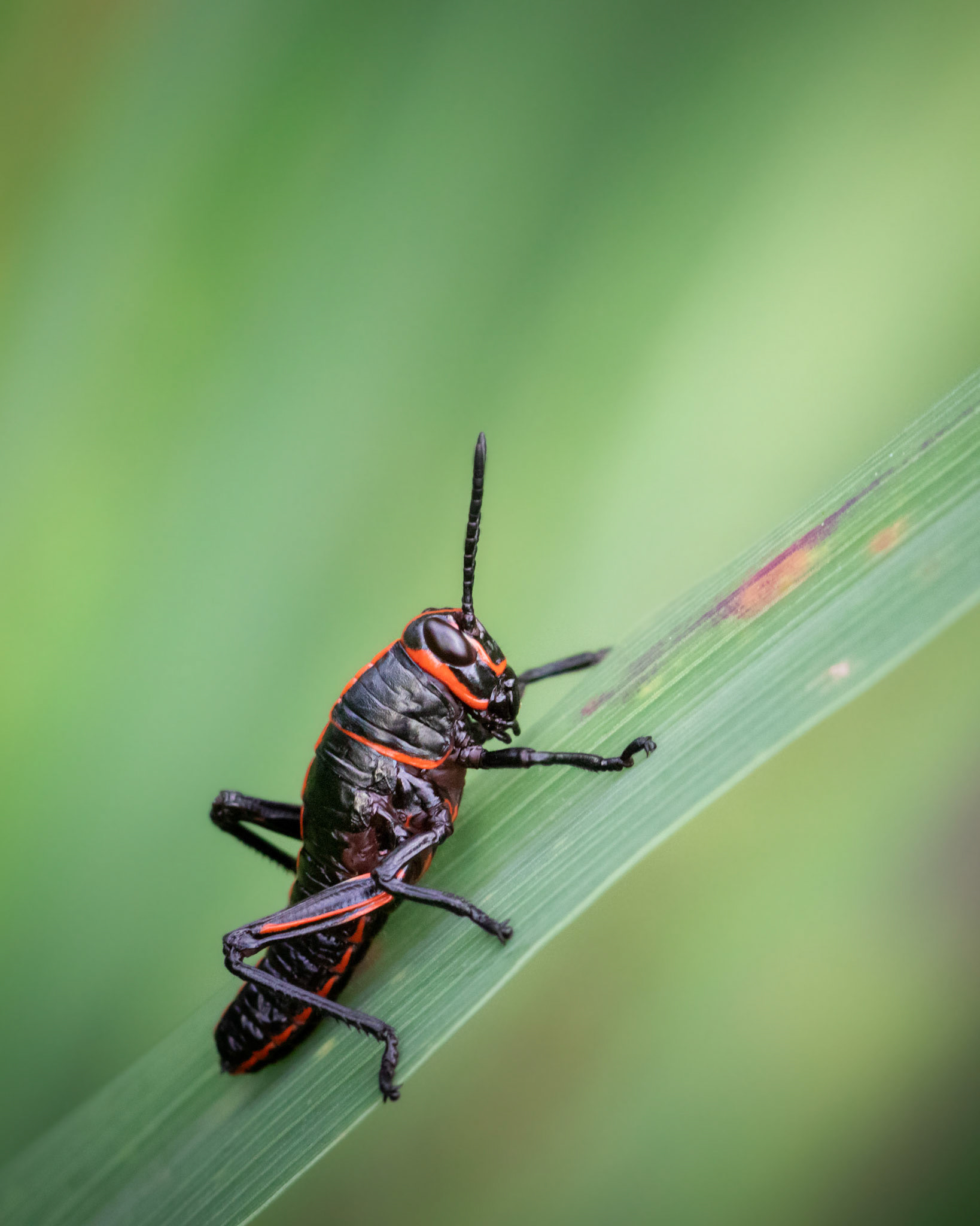 Lubber grasshopper | © Kenneth Vargas