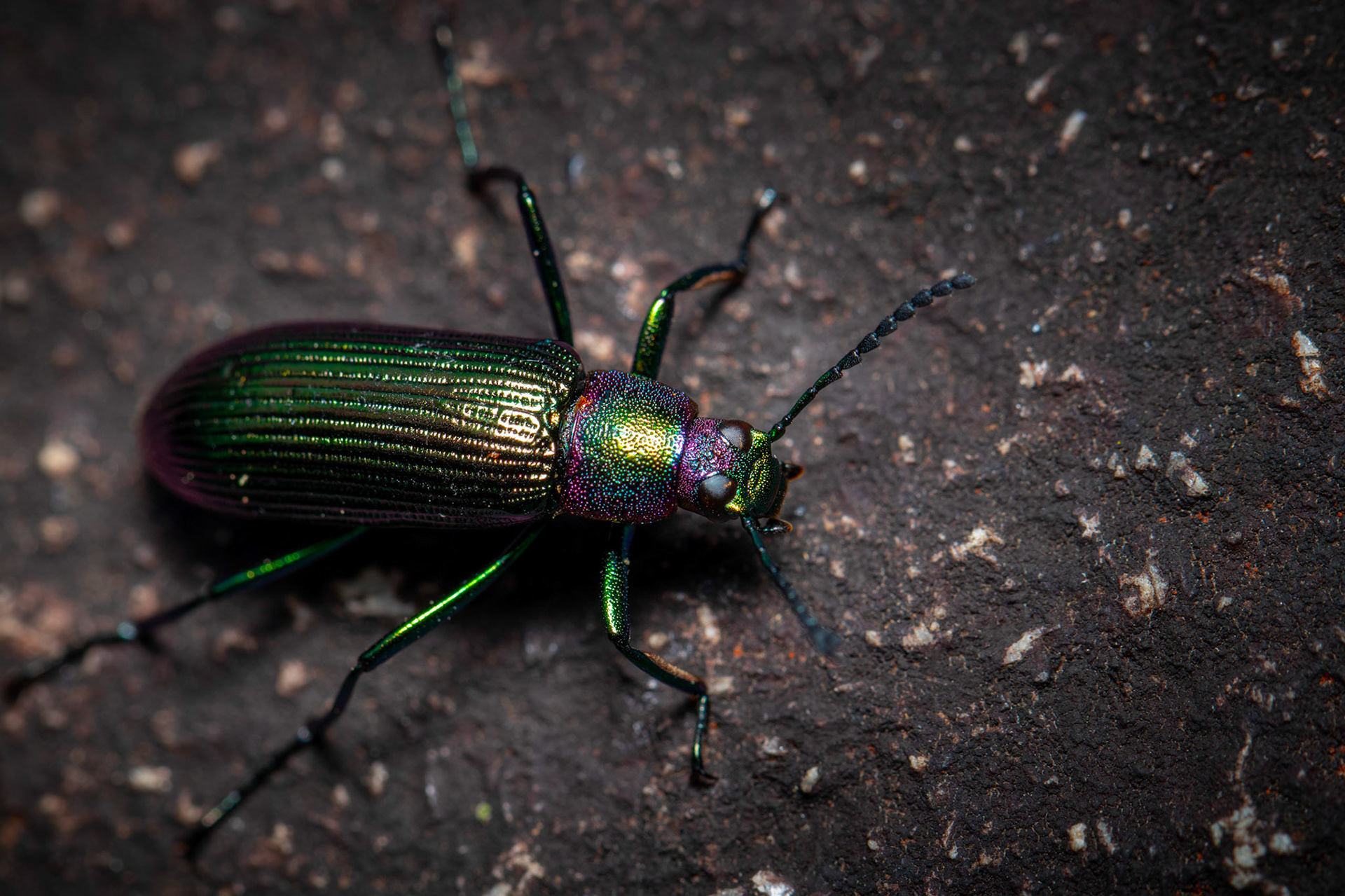 Strongylium auratum | © Kenneth Vargas