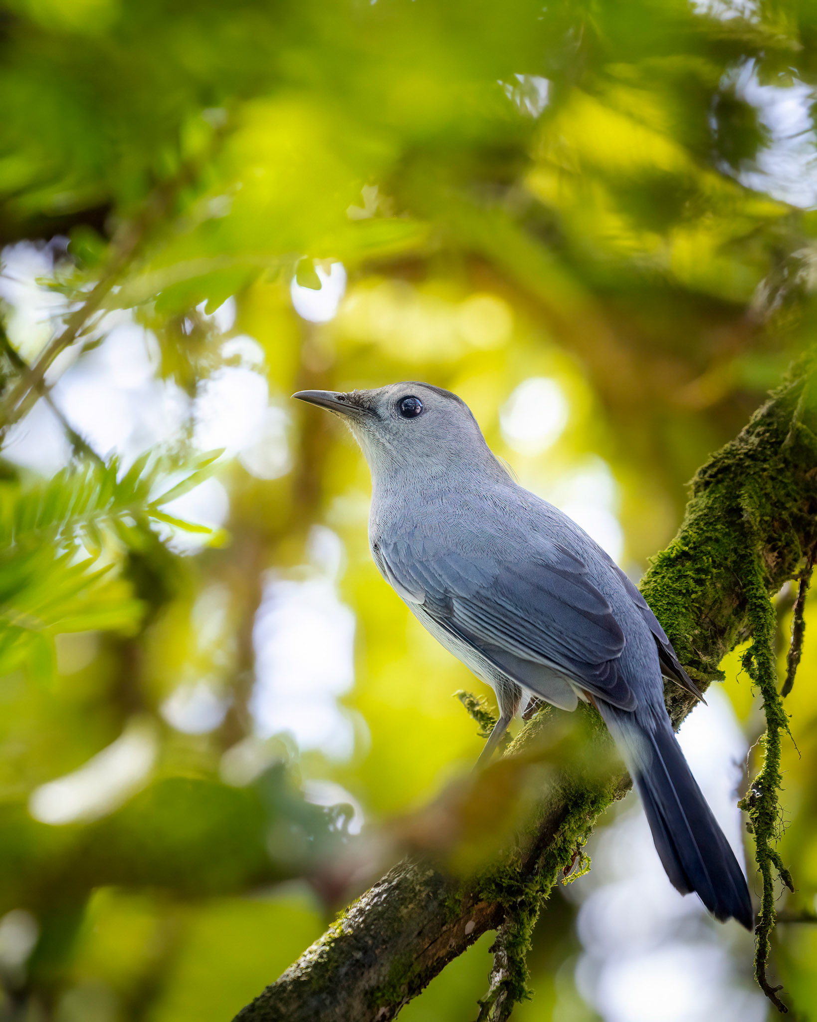 Gray cat bird | © Kenneth Vargas