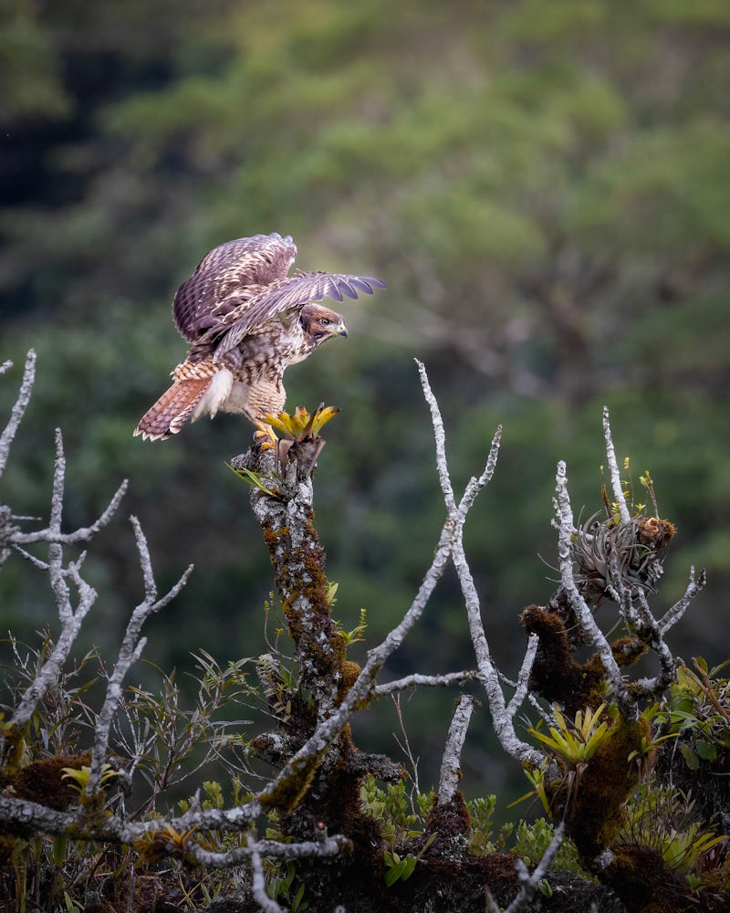 Red-tailed hawk | © Kenneth Vargas