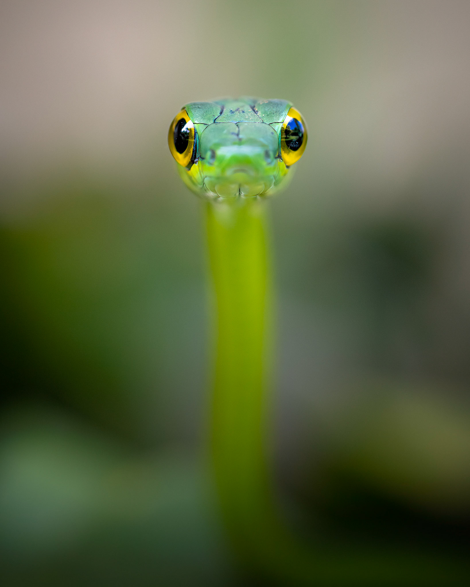 Fake parrot | © Kenneth Vargas