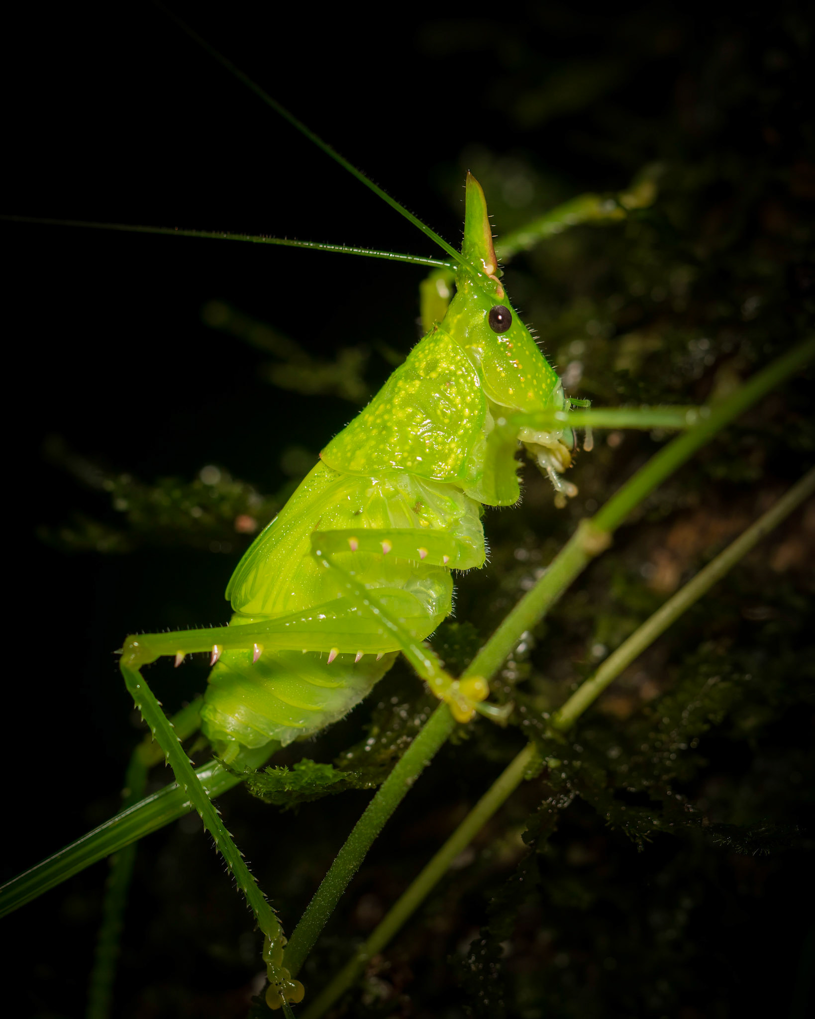 Conehead catydid | © Kenneth Vargas