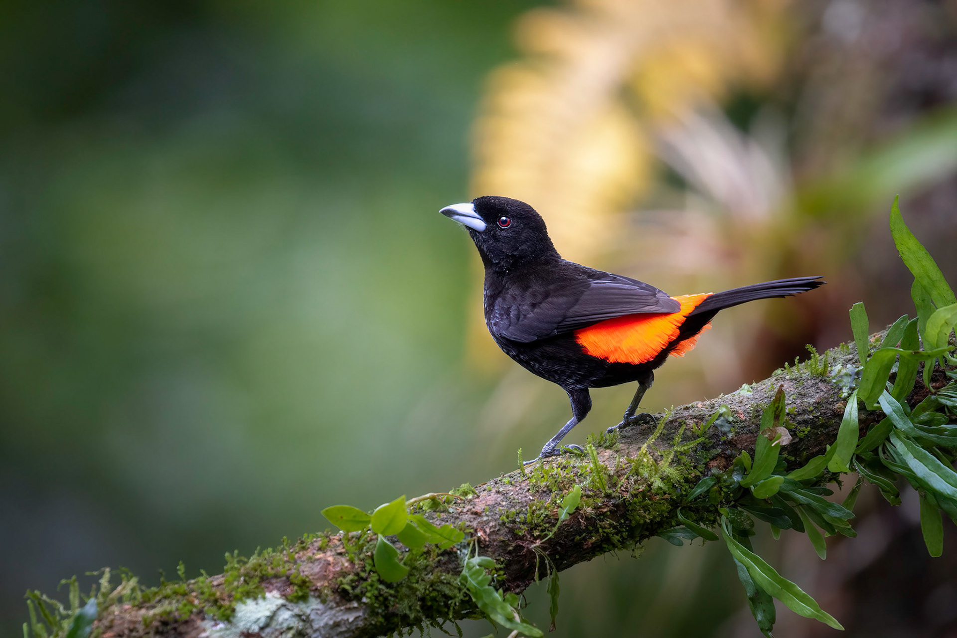 Passerini's tanager | © Kenneth Vargas