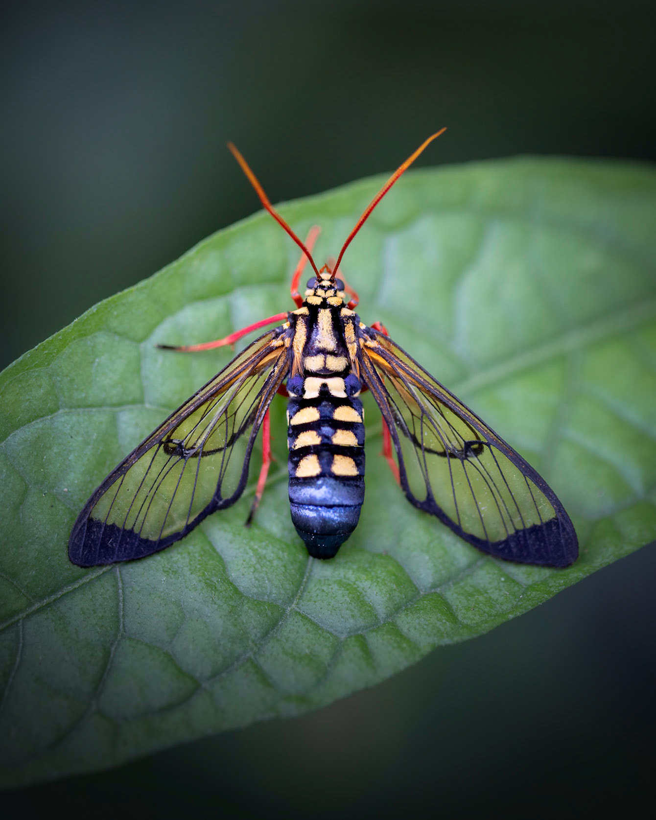 Isanthrene crabroniformis | © Kenneth Vargas