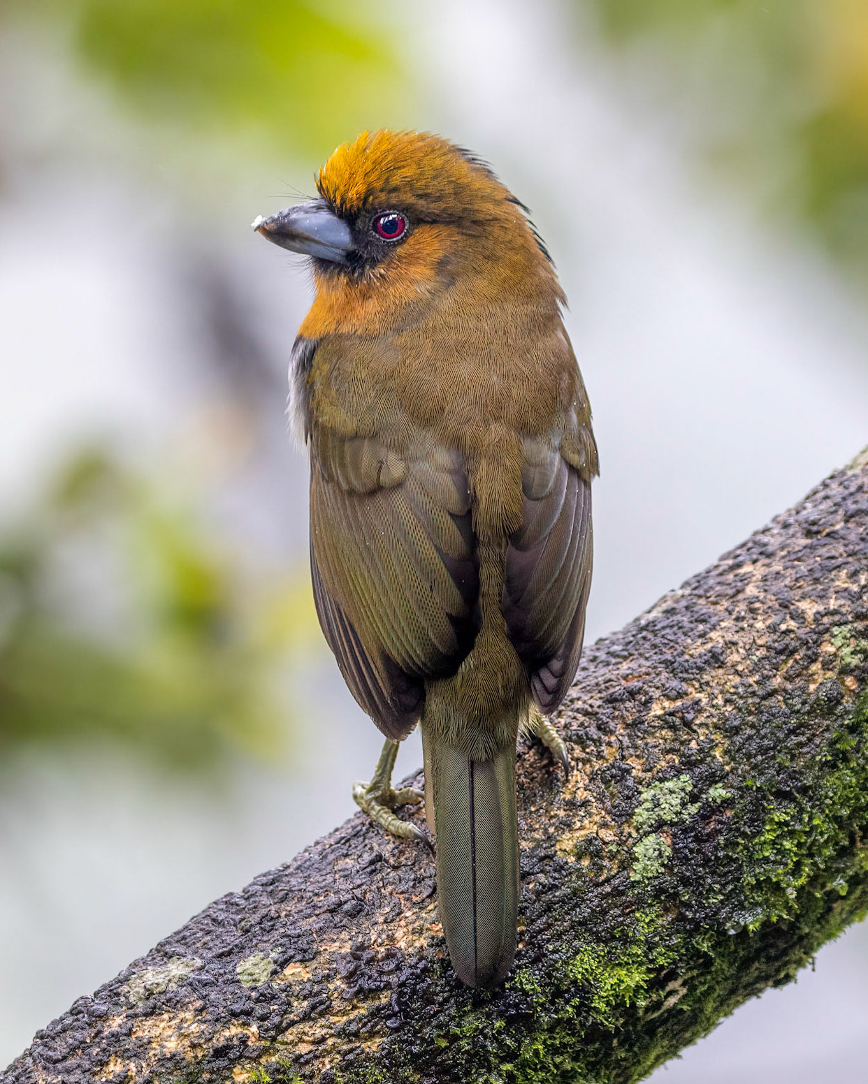 Prong-billed barbet | © Kenneth Vargas
