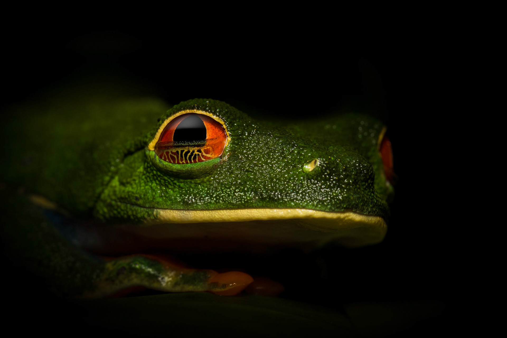 Red-eyed tree frog | © Kenneth Vargas