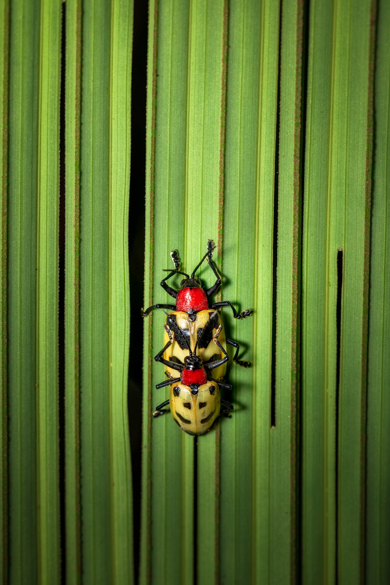 Leaf beetle | © Kenneth Vargas