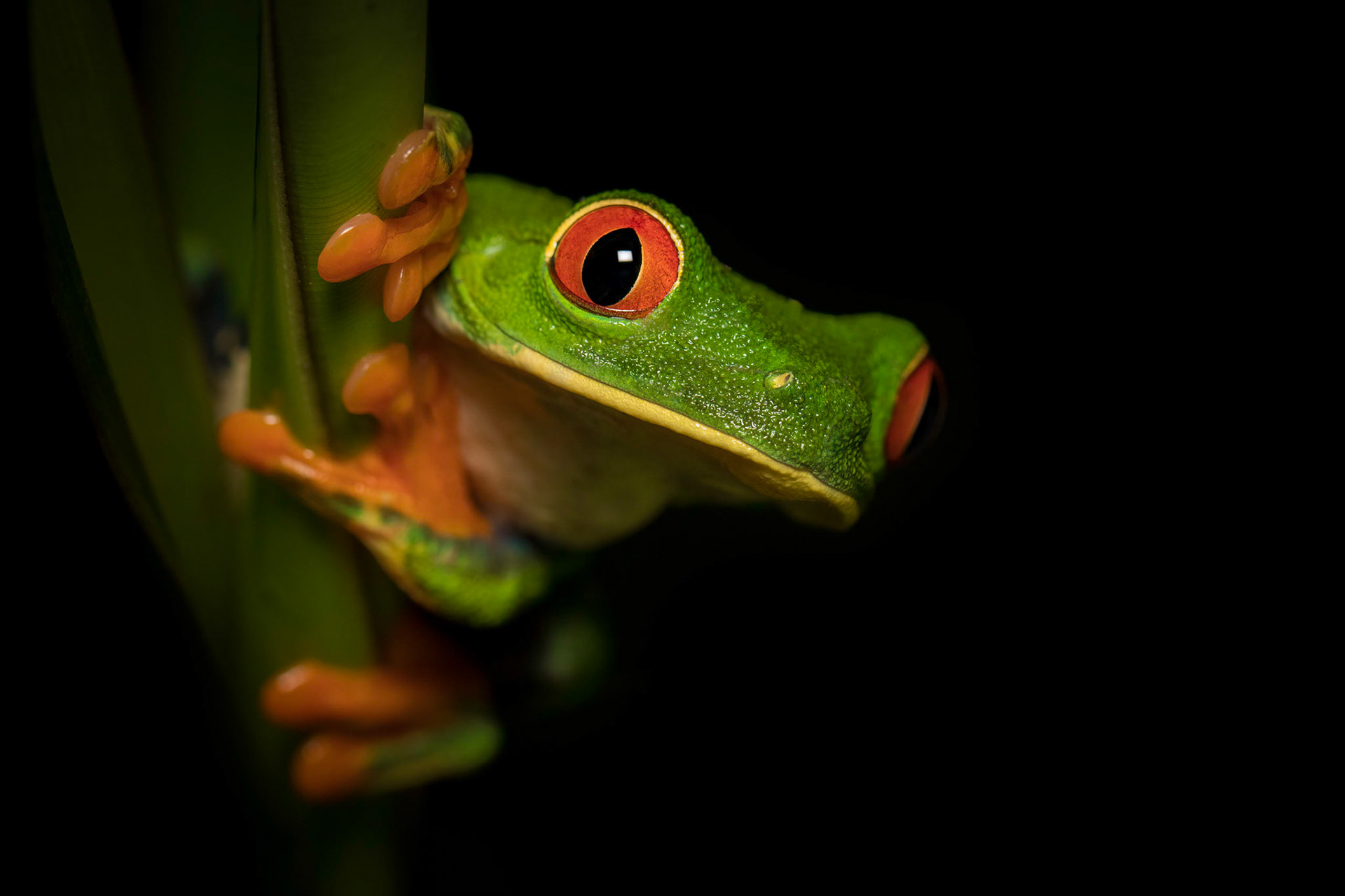 Red-eyed tree frog | © Kenneth Vargas