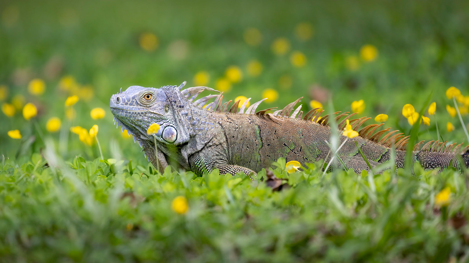 Green iguana | © Kenneth Vargas