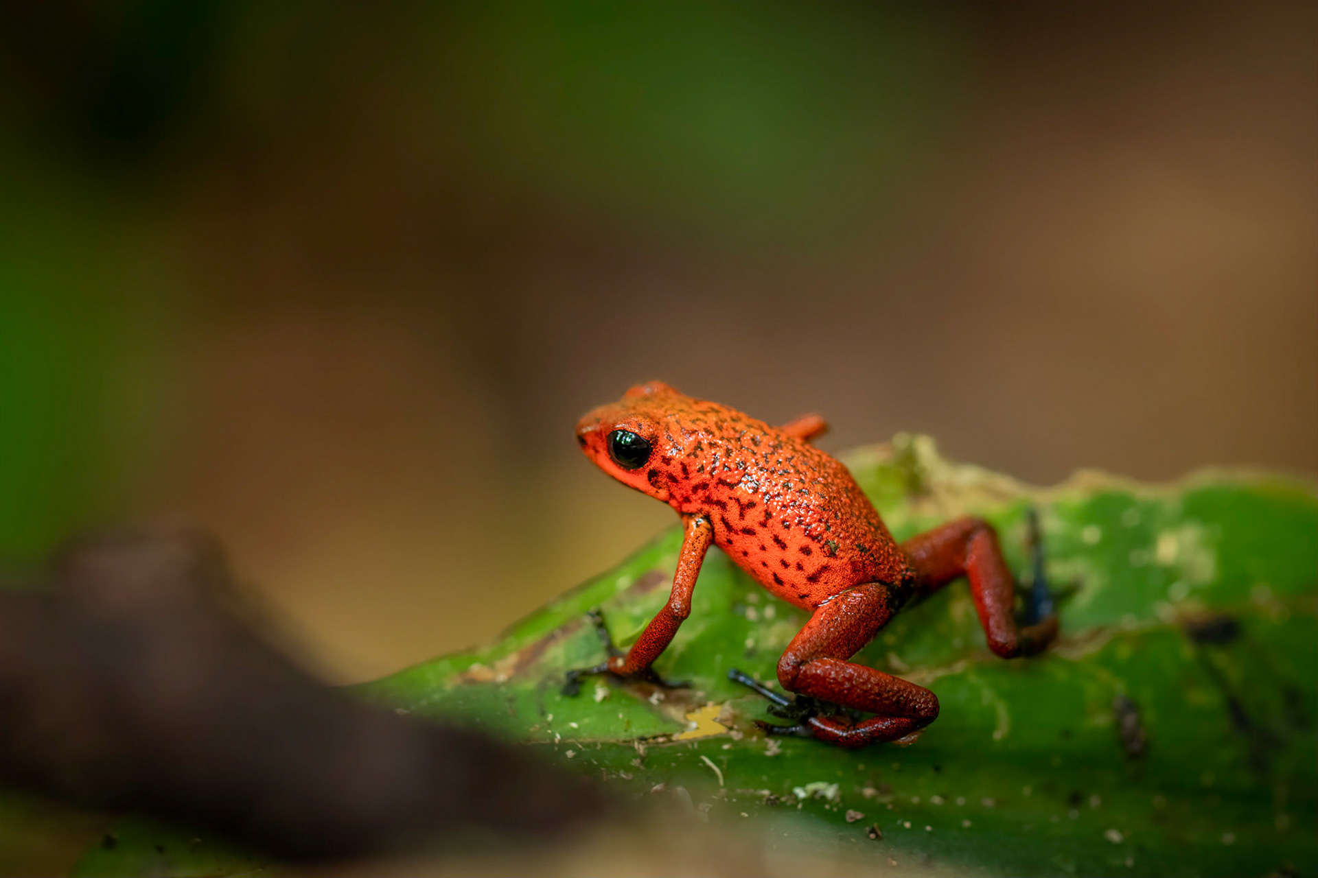 Red poisonous frog | © Kenneth Vargas