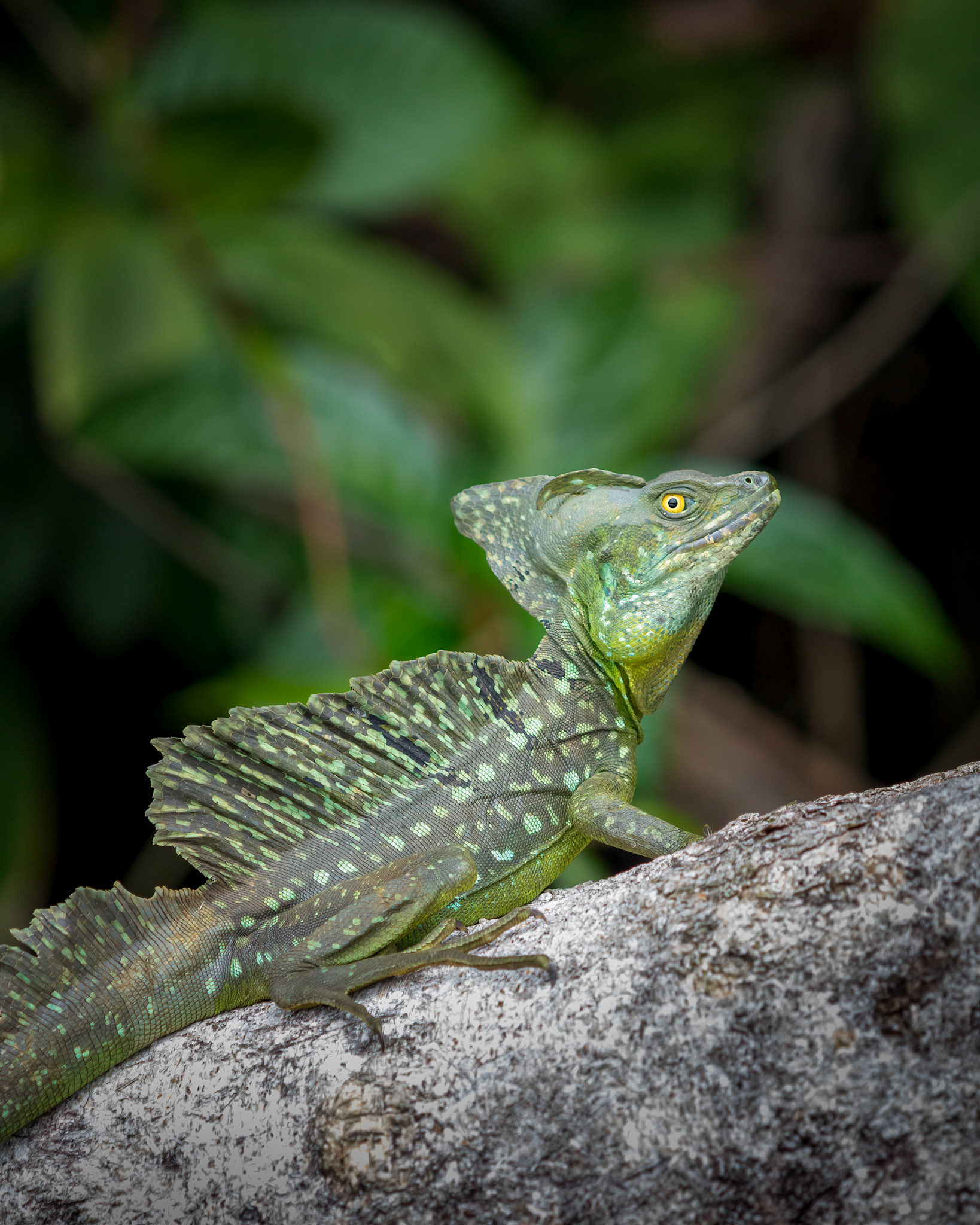Green basilisk © Kenneth Vargas