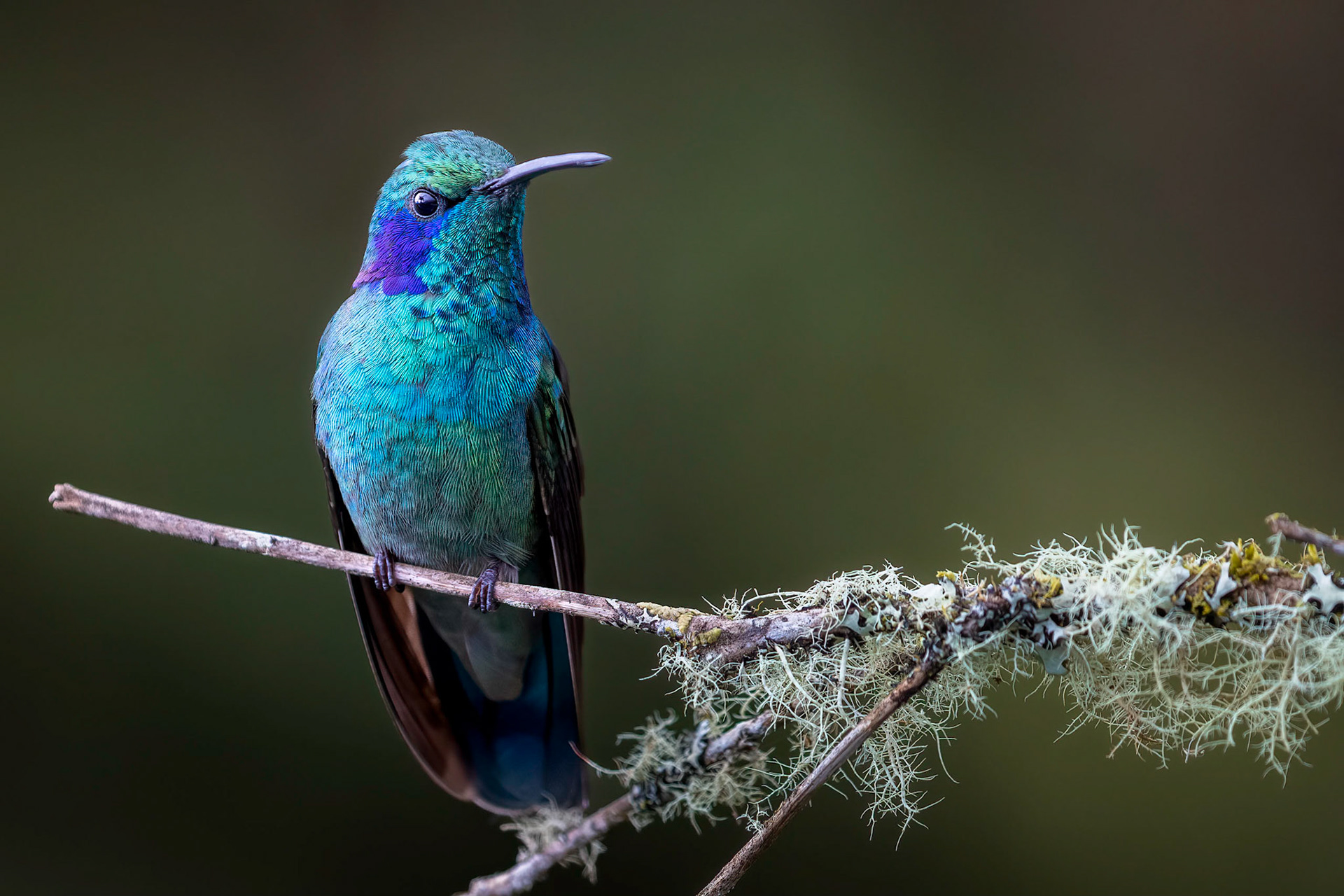 Lesser violetear | © Kenneth Vargas
