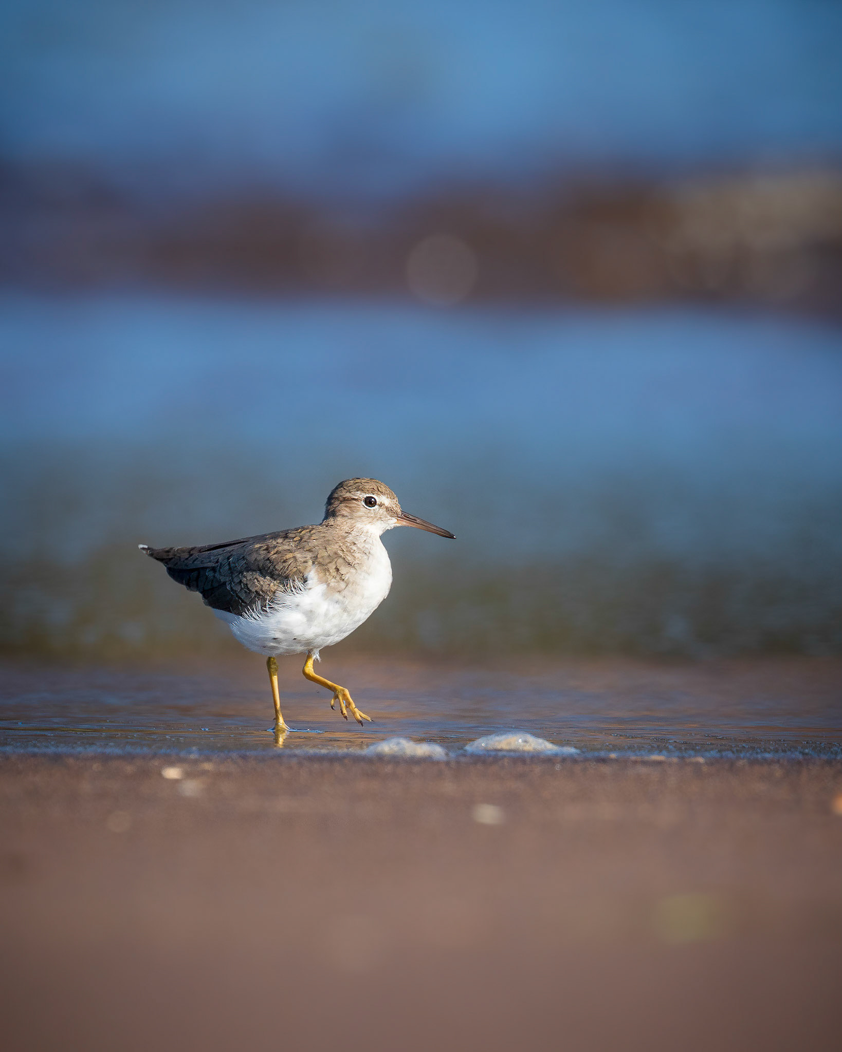 Spotted sandpiper | © Kenneth Vargas