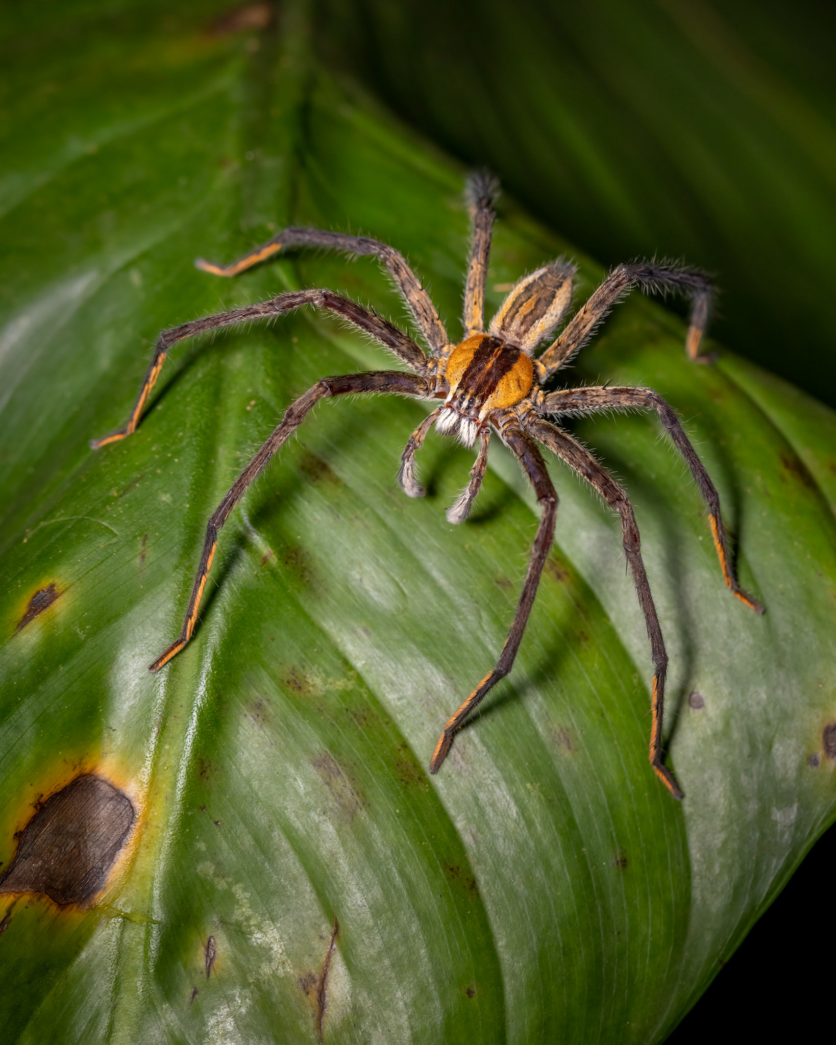 Cupiennius getazi | © Kenneth Vargas