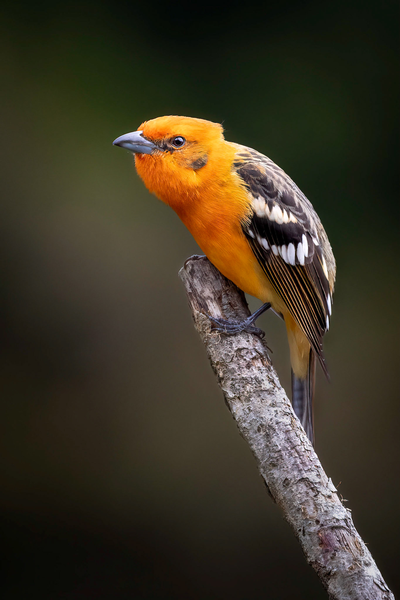 Flame-clored tanager | © Kenneth Vargas