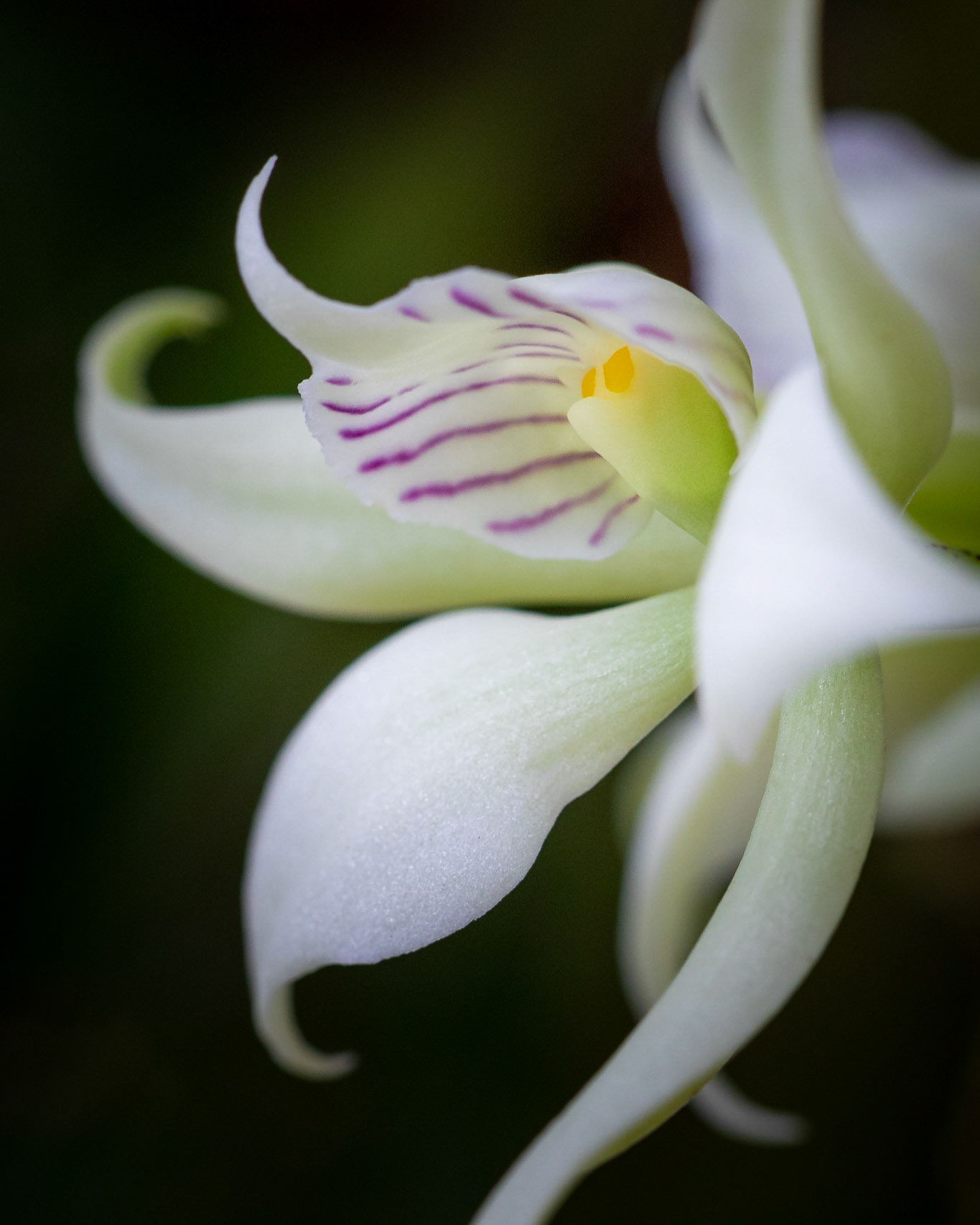 Encicyclia chaocensis | © Kenneth Vargas