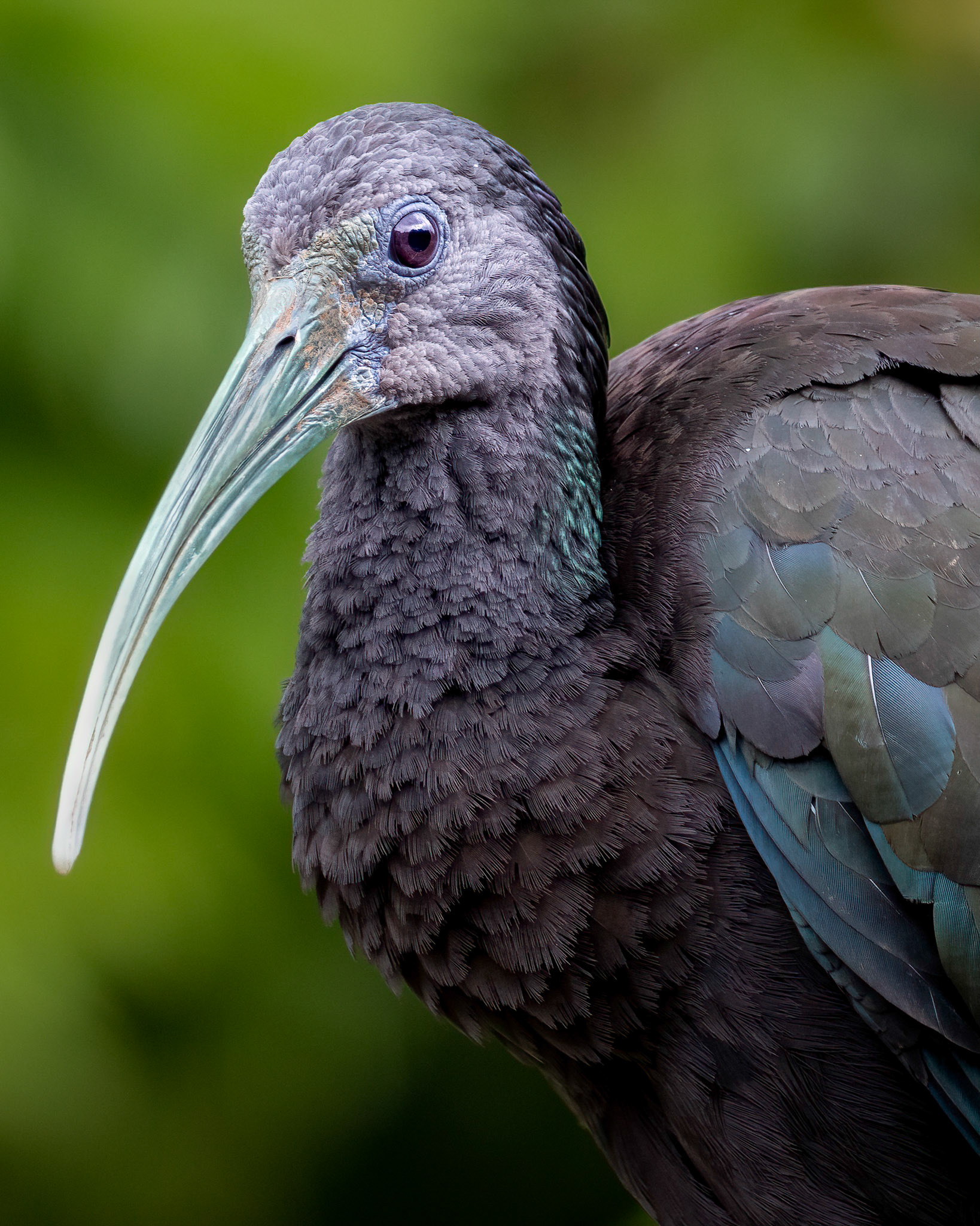 Green Ibis | © Kenneth Vargas
