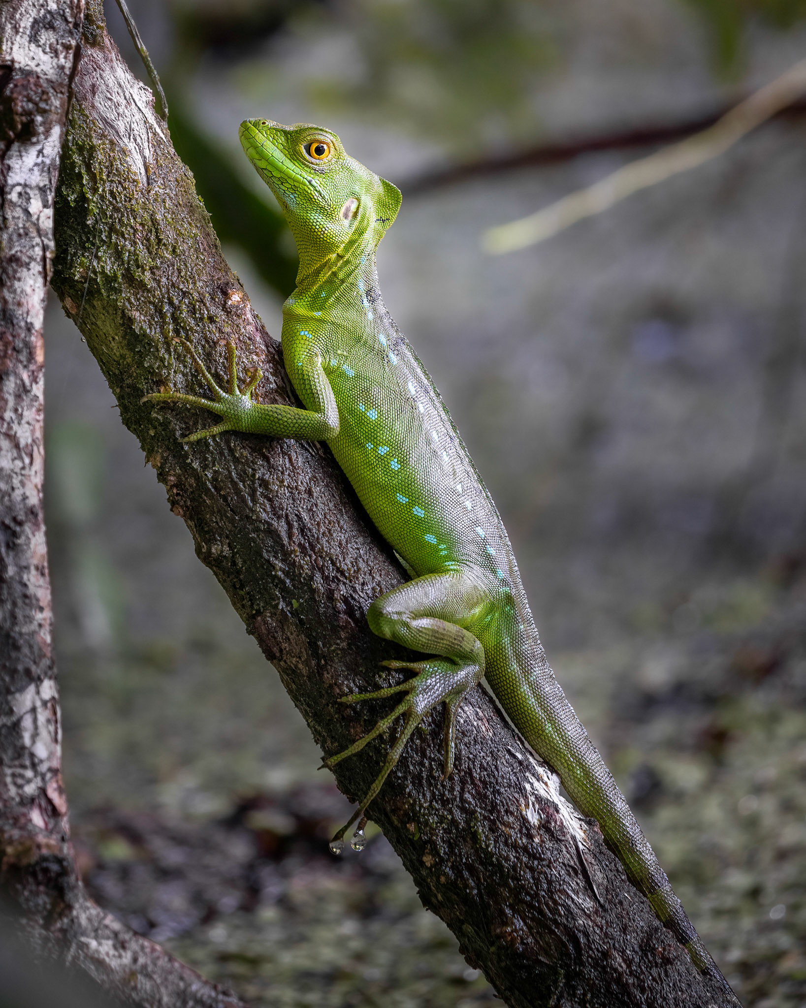 Green basilisk | © Kenneth Vargas