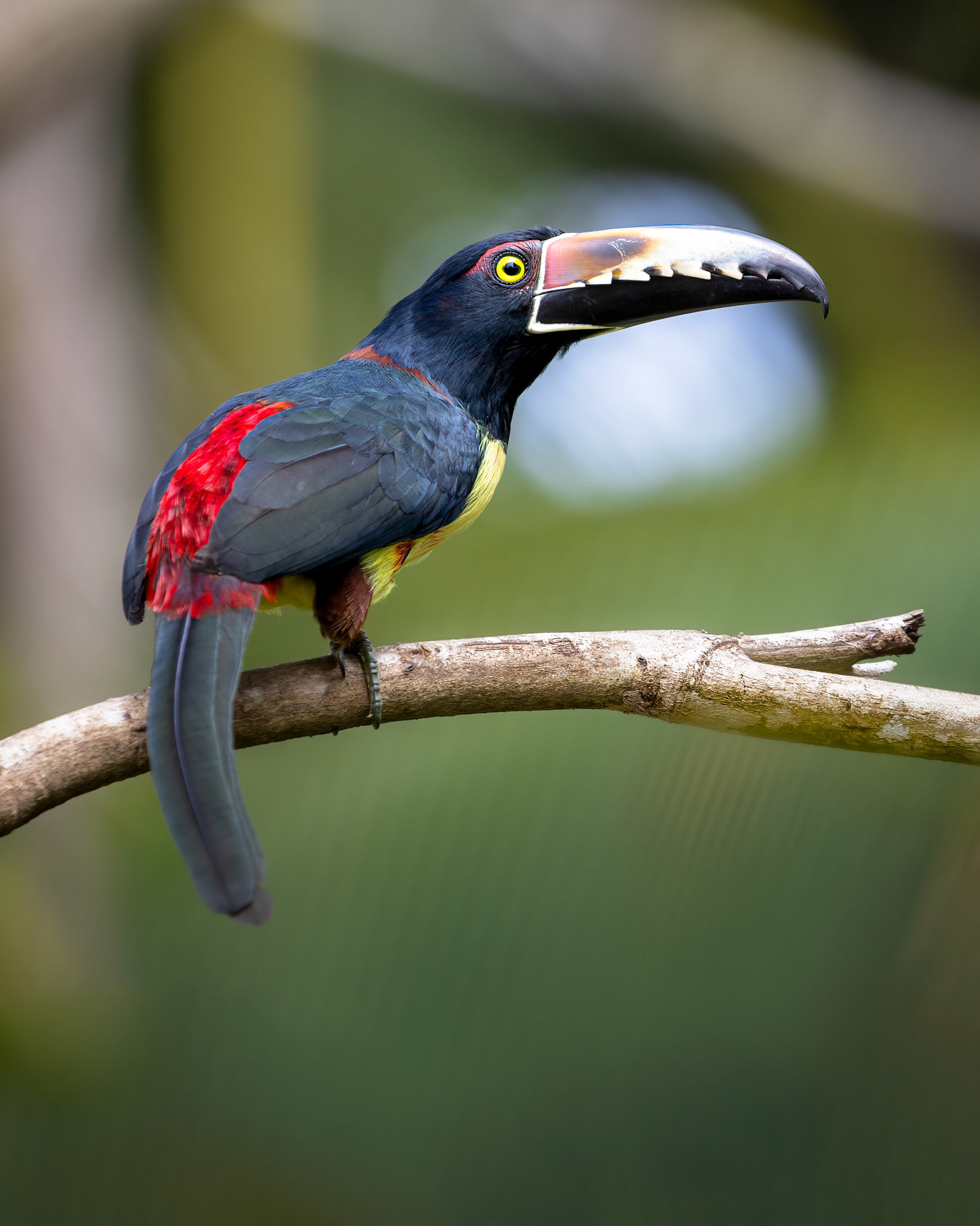 Collared-aracari | © Kenneth Vargas