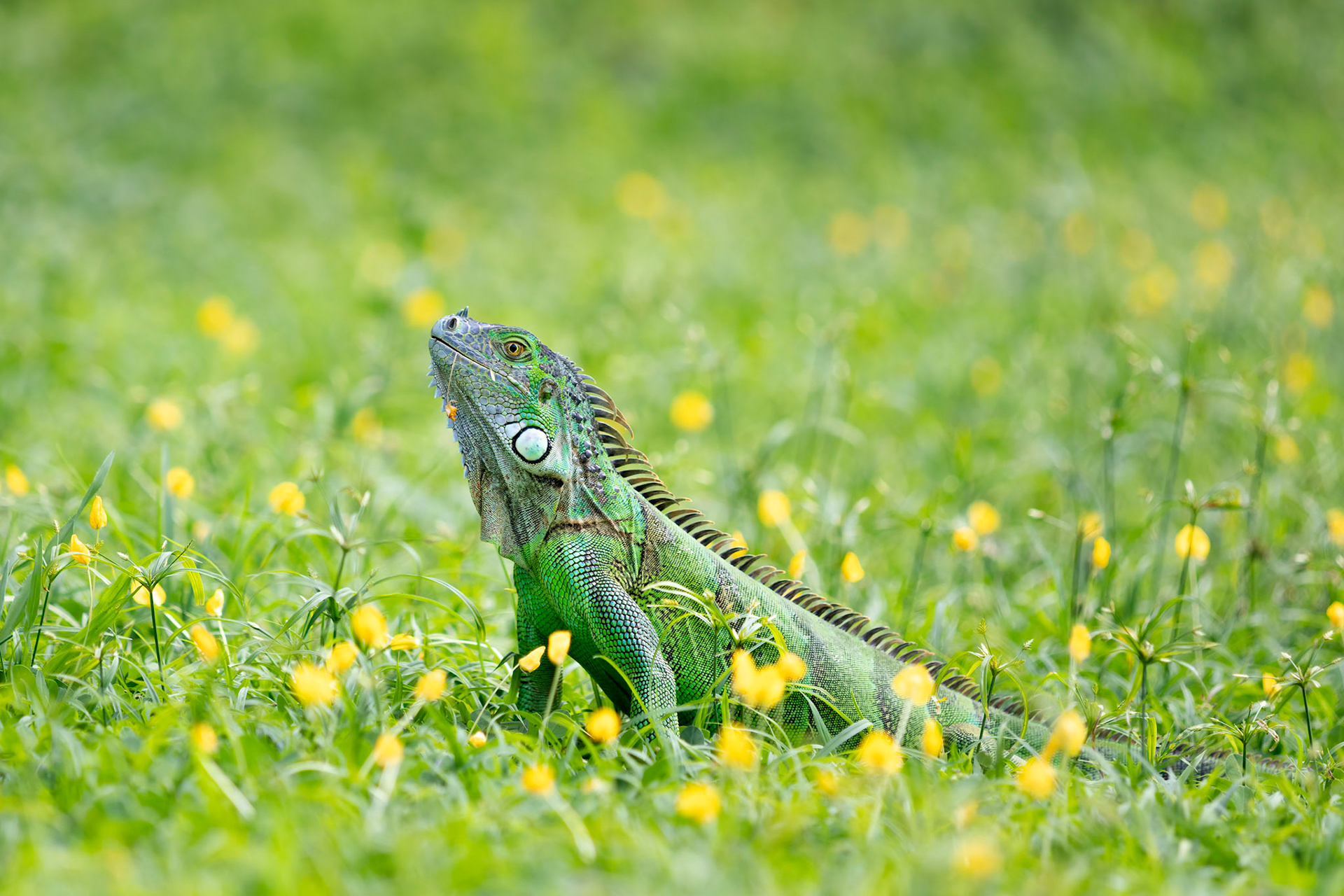 Green iguana | © Kenneth Vargas