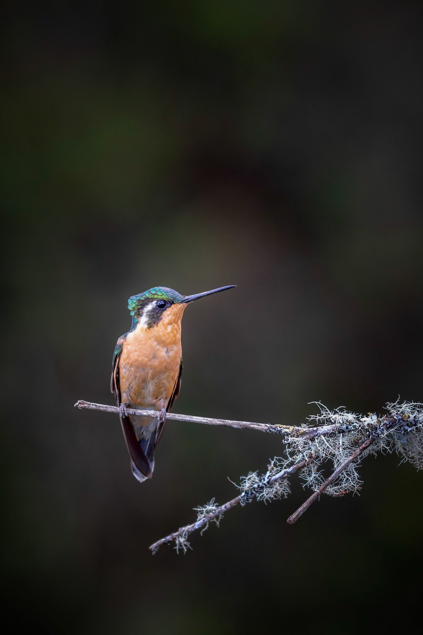 White-throated gem | © Kenneth Vargas