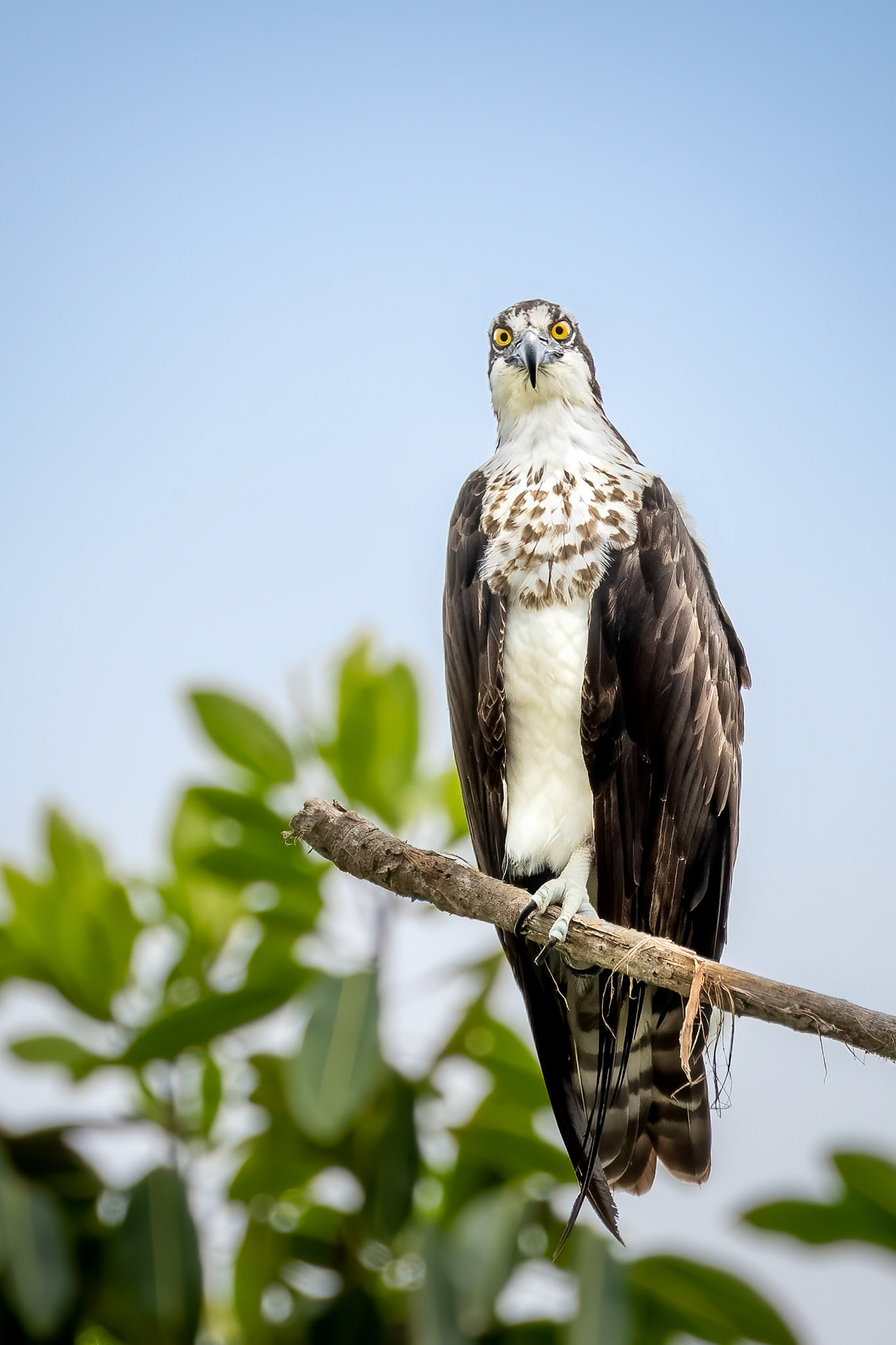 Osprey | © Kenneth Vargas